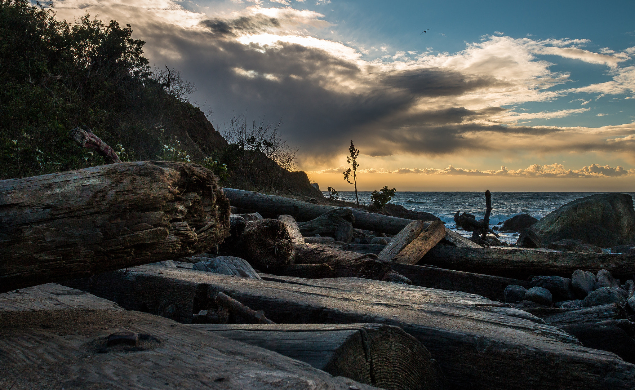 Canon EF 20mm F2.8 USM sample photo. Driftwood photography