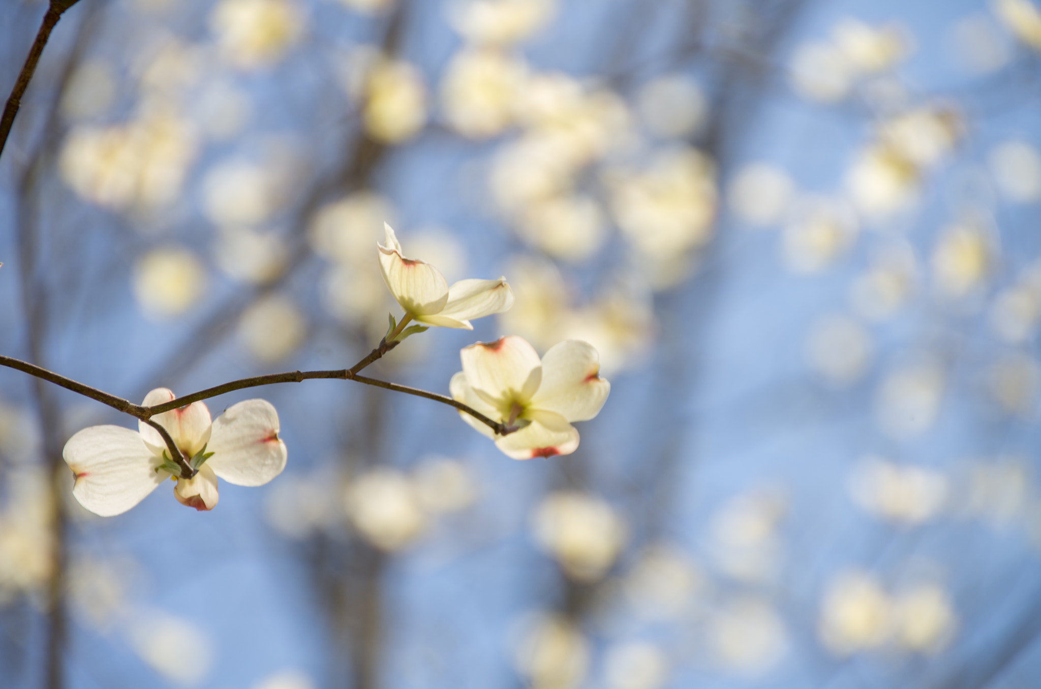 Pentax K-5 + Sigma 18-200mm F3.5-6.3 II DC OS HSM sample photo. Dogwood photography