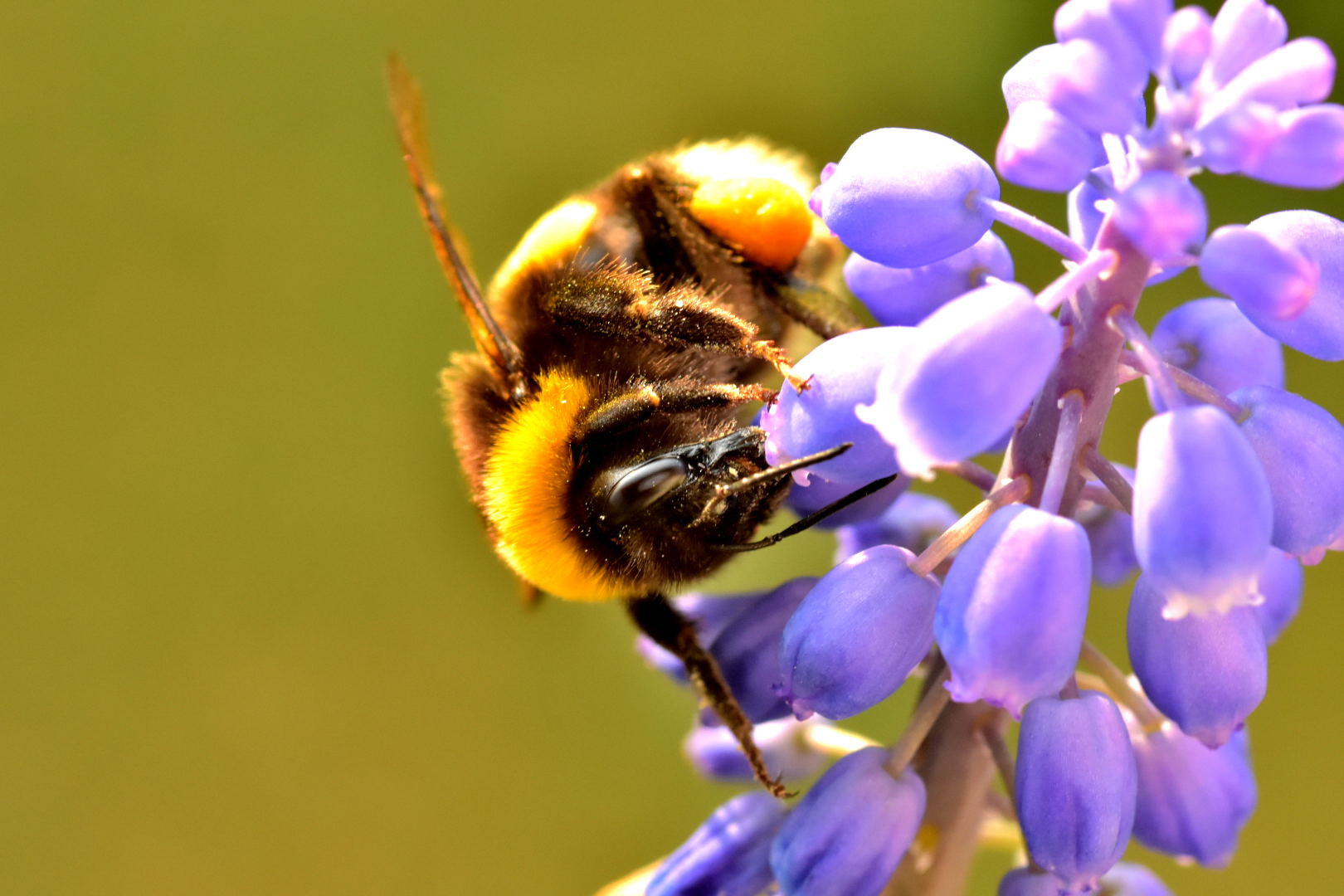 Nikon D7200 + Sigma 105mm F2.8 EX DG Macro sample photo. The wasp photography