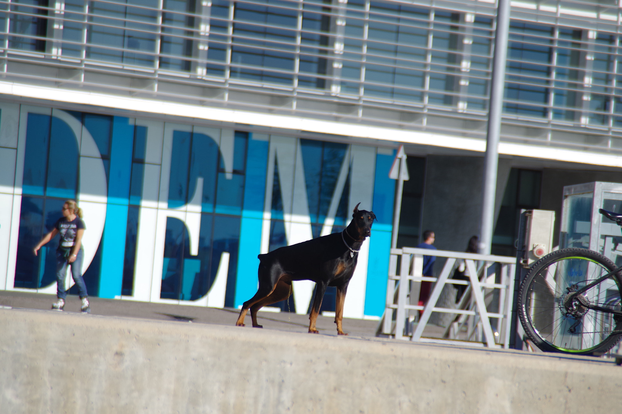 Tamron AF 18-200mm F3.5-6.3 XR Di II LD Aspherical (IF) Macro sample photo. Doberman apurado photography
