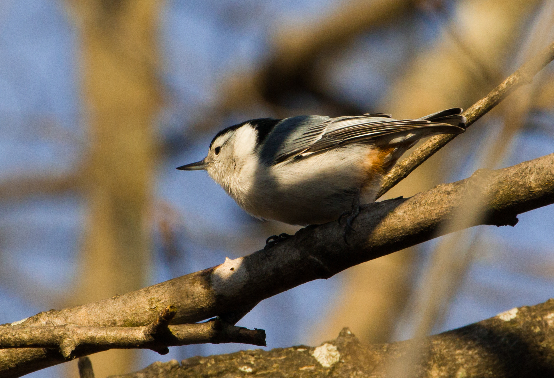 Canon EOS 550D (EOS Rebel T2i / EOS Kiss X4) + Canon EF 70-300mm F4-5.6L IS USM sample photo. Nuthatch in the morning sun photography