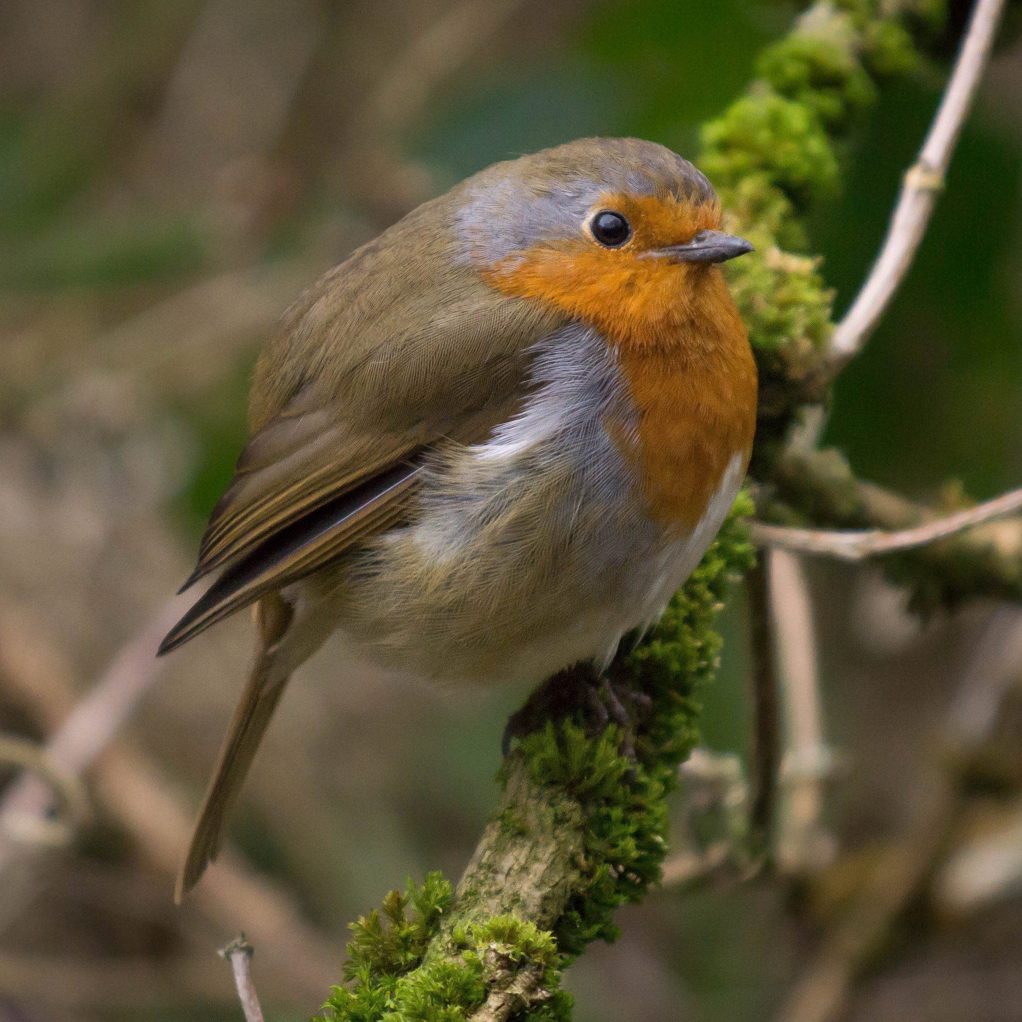 Minolta AF 100-300mm F4.5-5.6 APO [New] sample photo. European robin photography