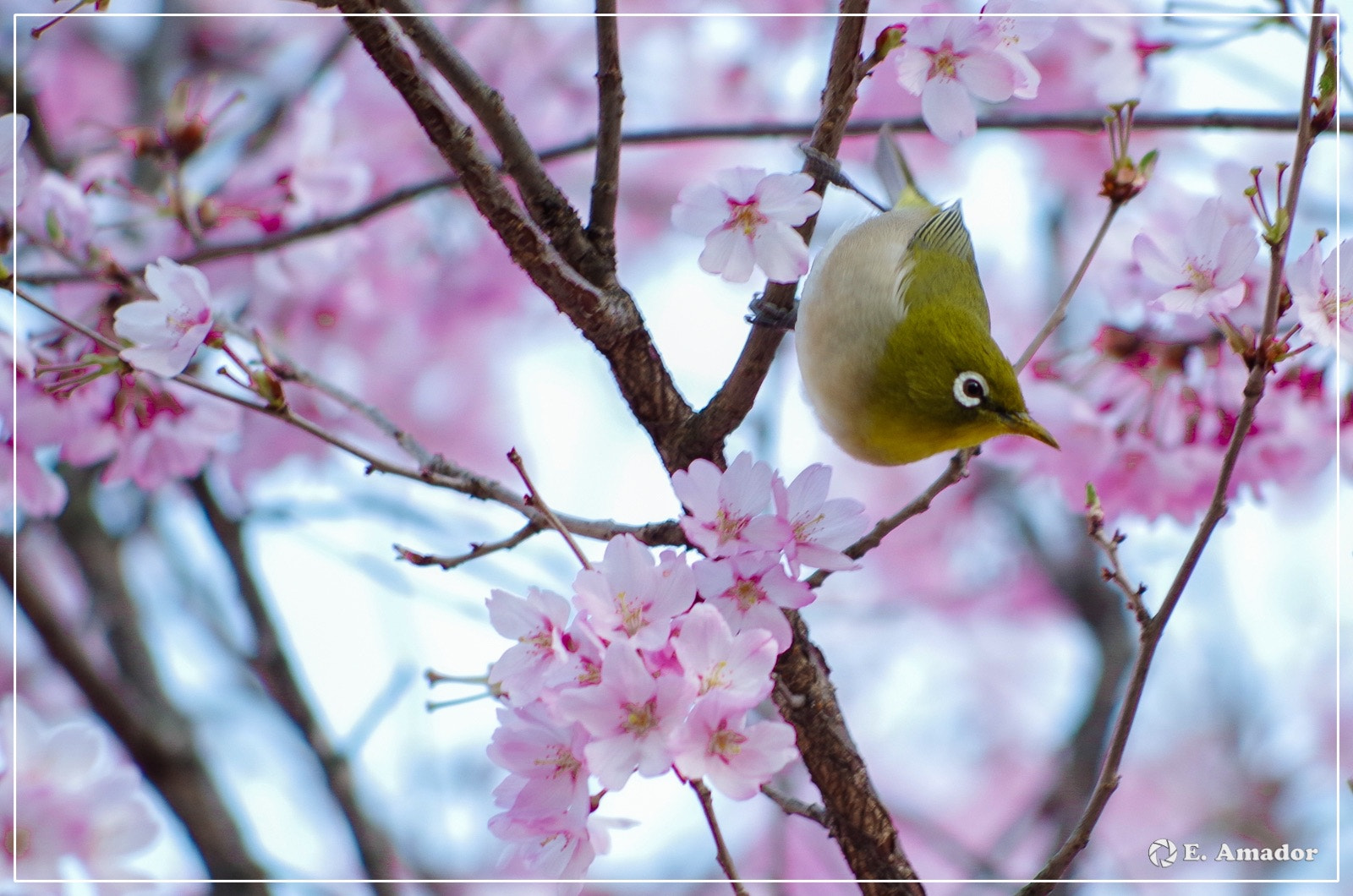HD Pentax DA 55-300mm F4.0-5.8 ED WR sample photo. Spring's beauty photography