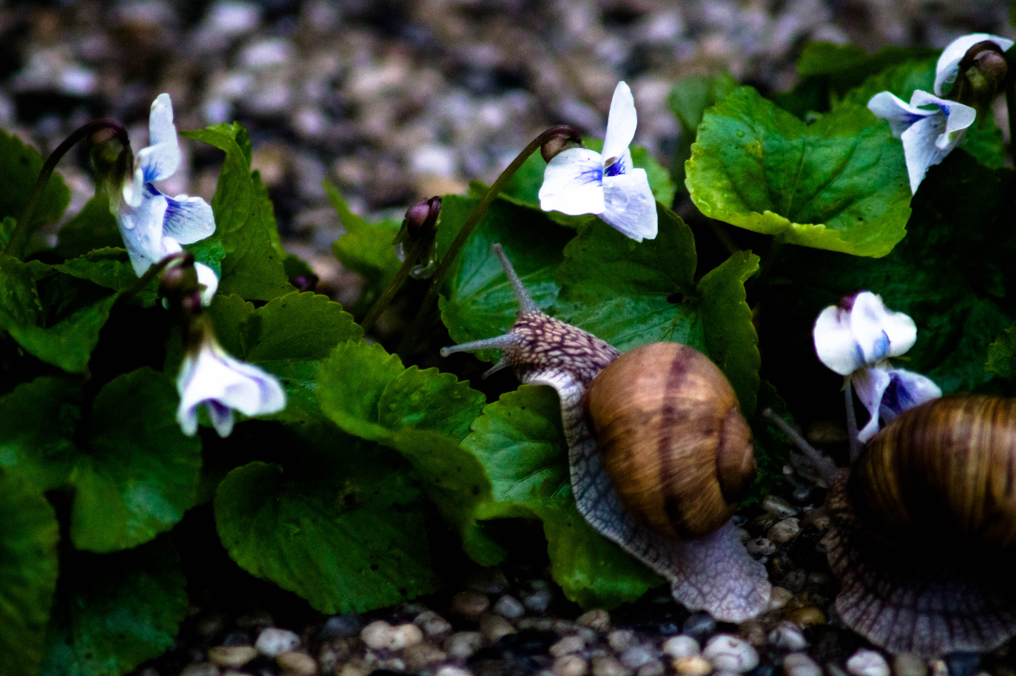 Sony SLT-A58 + Tamron SP 24-70mm F2.8 Di VC USD sample photo. Snails photography