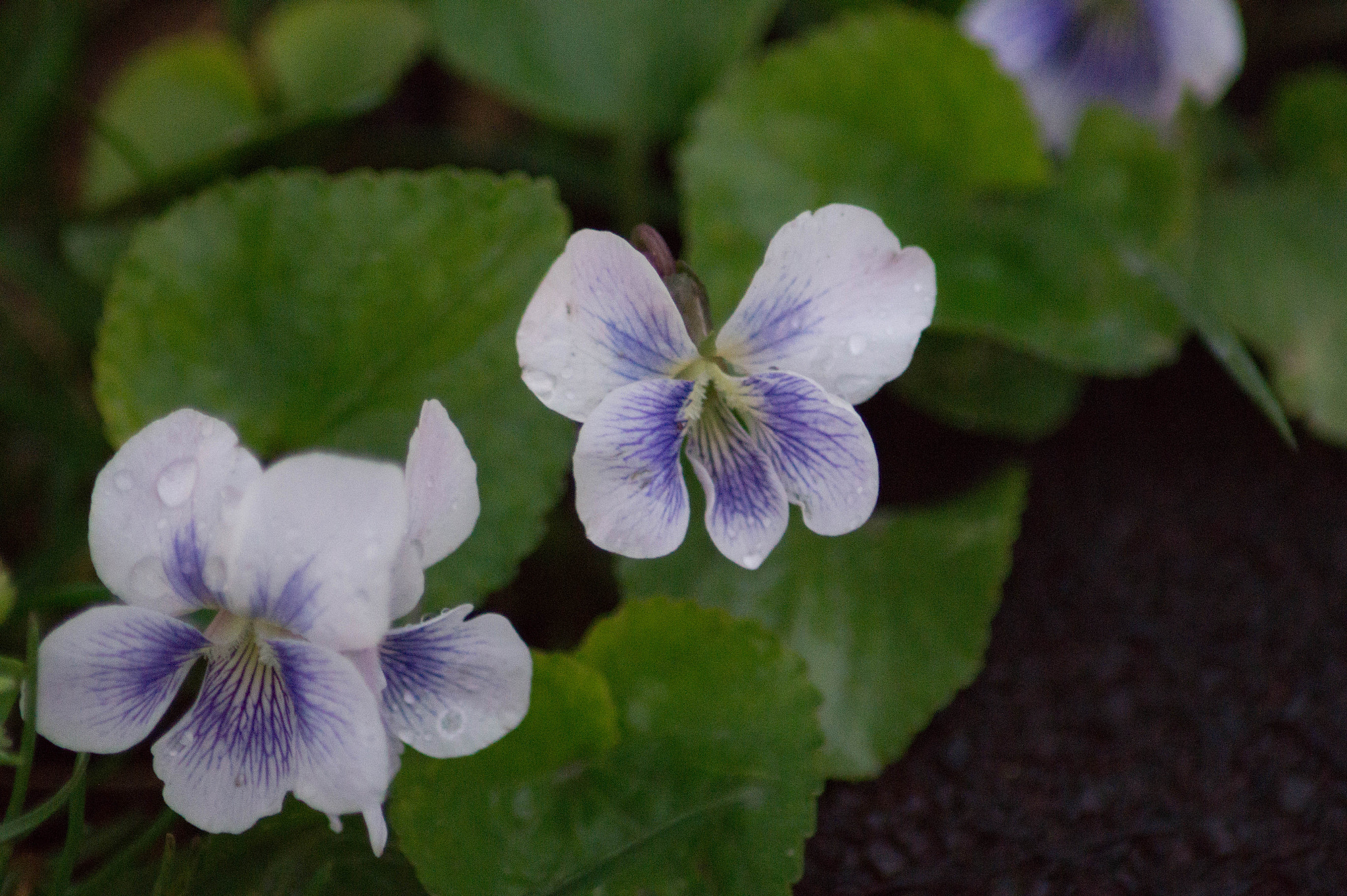 Sony SLT-A58 + Tamron SP 24-70mm F2.8 Di VC USD sample photo. Flower photography