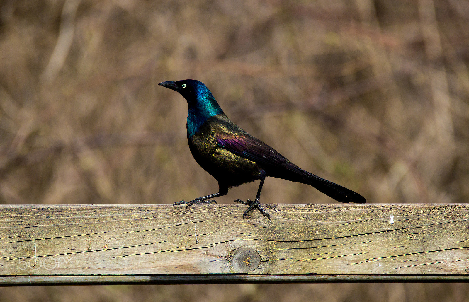 Tamron SP 150-600mm F5-6.3 Di VC USD sample photo. Common grackle strutting photography