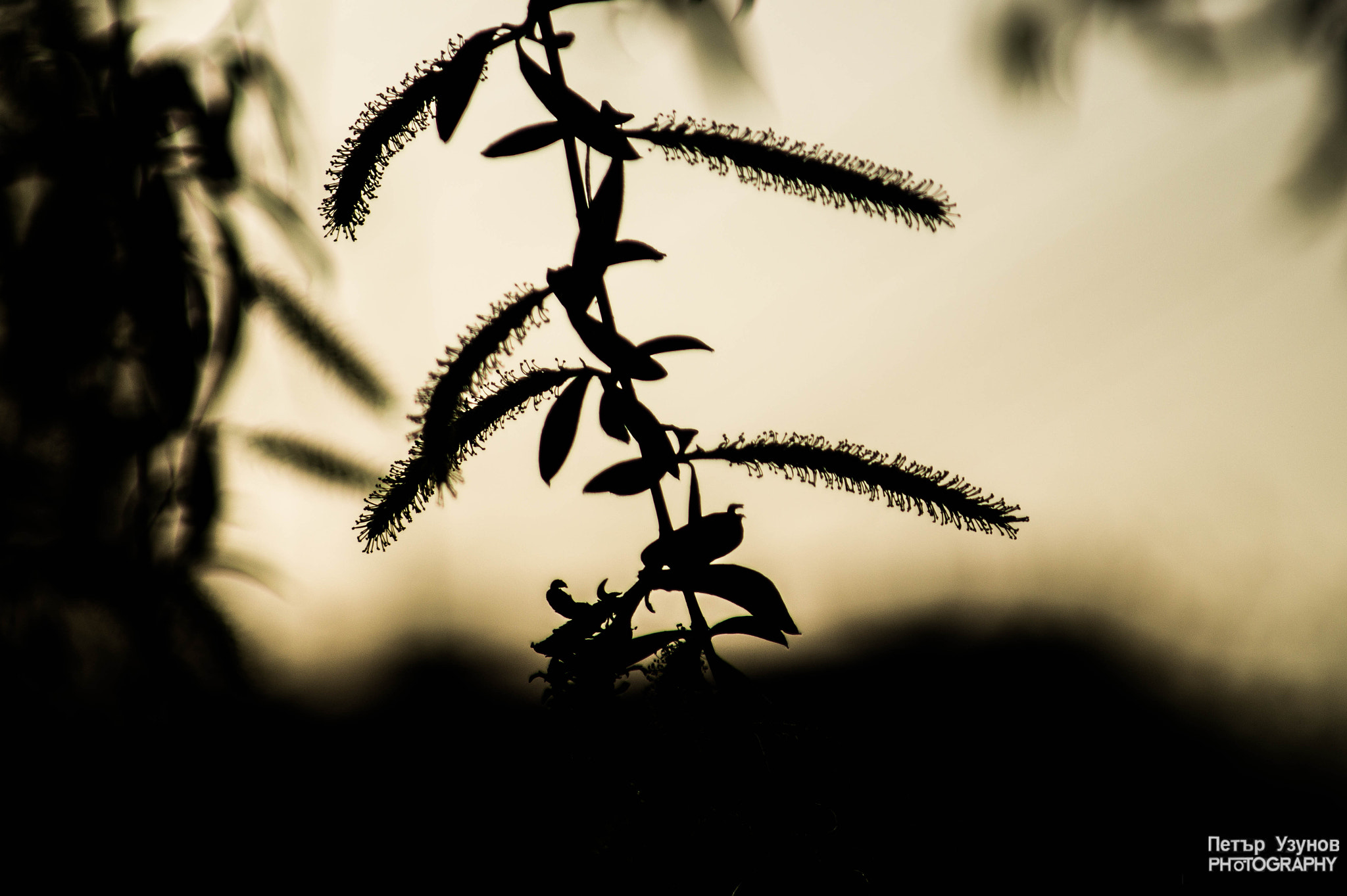 Sony SLT-A58 + Minolta AF 80-200mm F4.5-5.6 sample photo. Nature silhouette photography