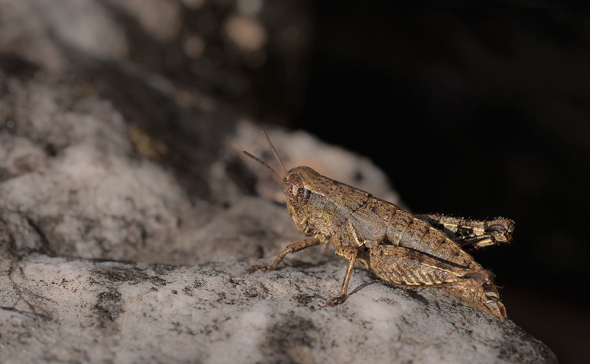 Sigma 150mm F2.8 EX DG OS Macro HSM sample photo. Macro photography