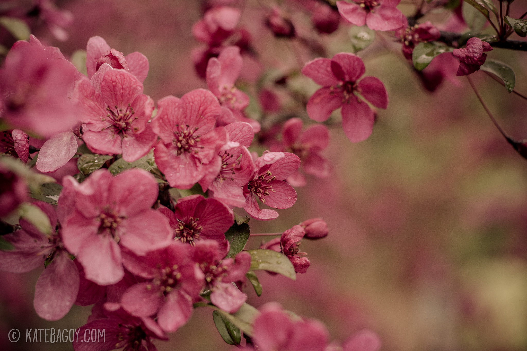 Canon EOS 100D (EOS Rebel SL1 / EOS Kiss X7) + Canon EF 50mm F1.8 II sample photo. Cherry blossom photography