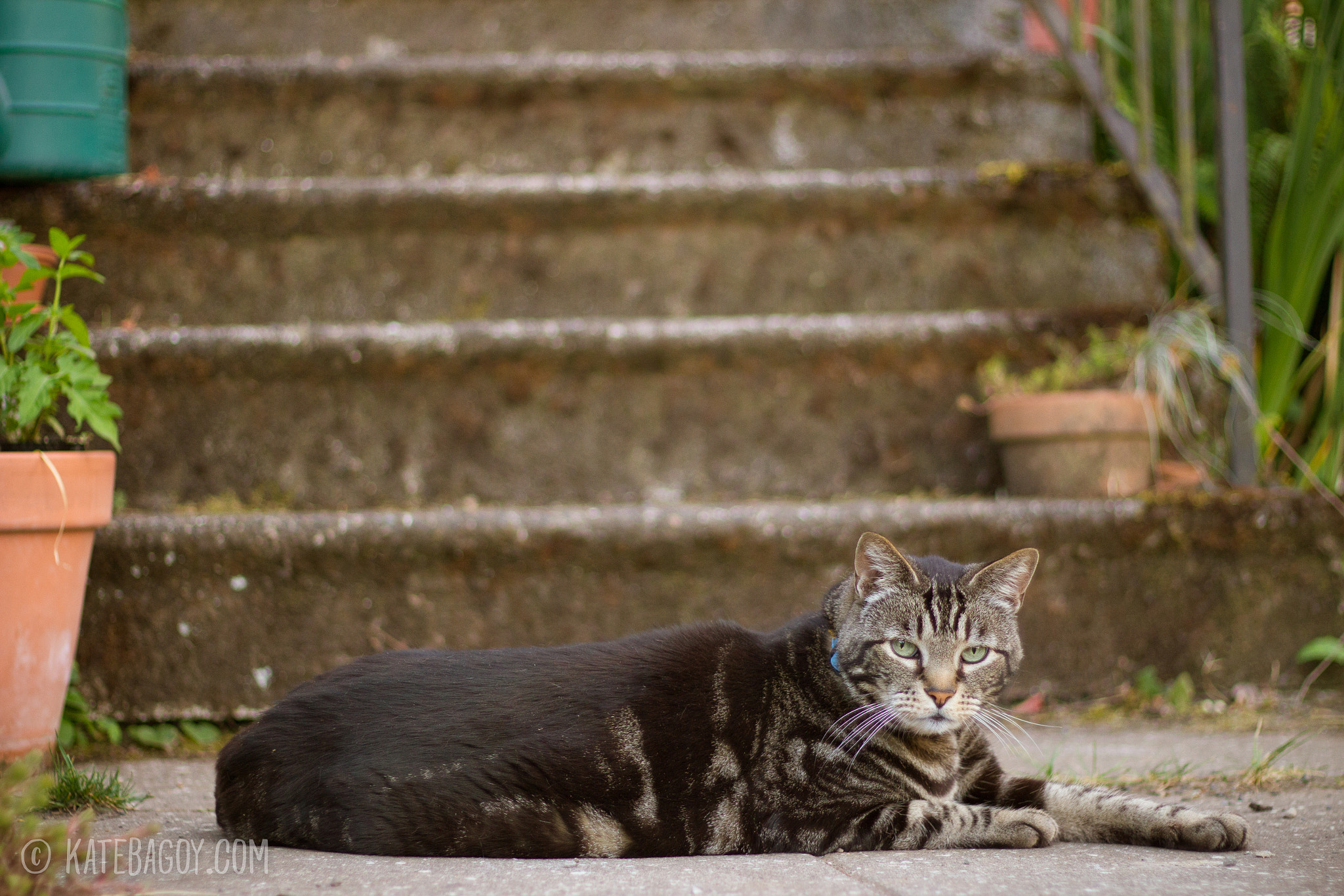 Canon EOS 100D (EOS Rebel SL1 / EOS Kiss X7) + Canon EF 50mm F1.8 II sample photo. Le chat photography
