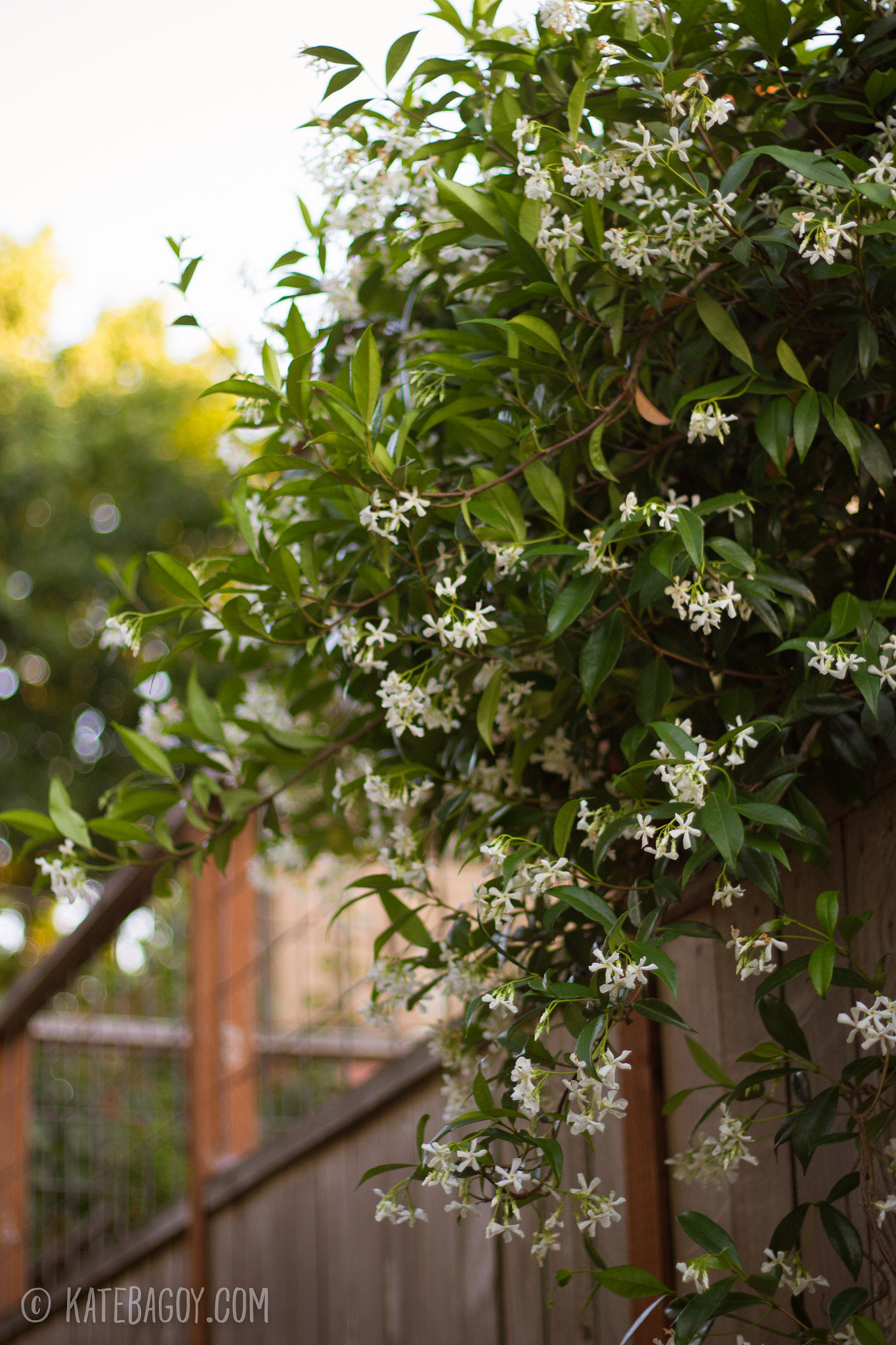 Canon EOS 100D (EOS Rebel SL1 / EOS Kiss X7) + Canon EF 50mm F1.8 II sample photo. Blooming jasmine photography