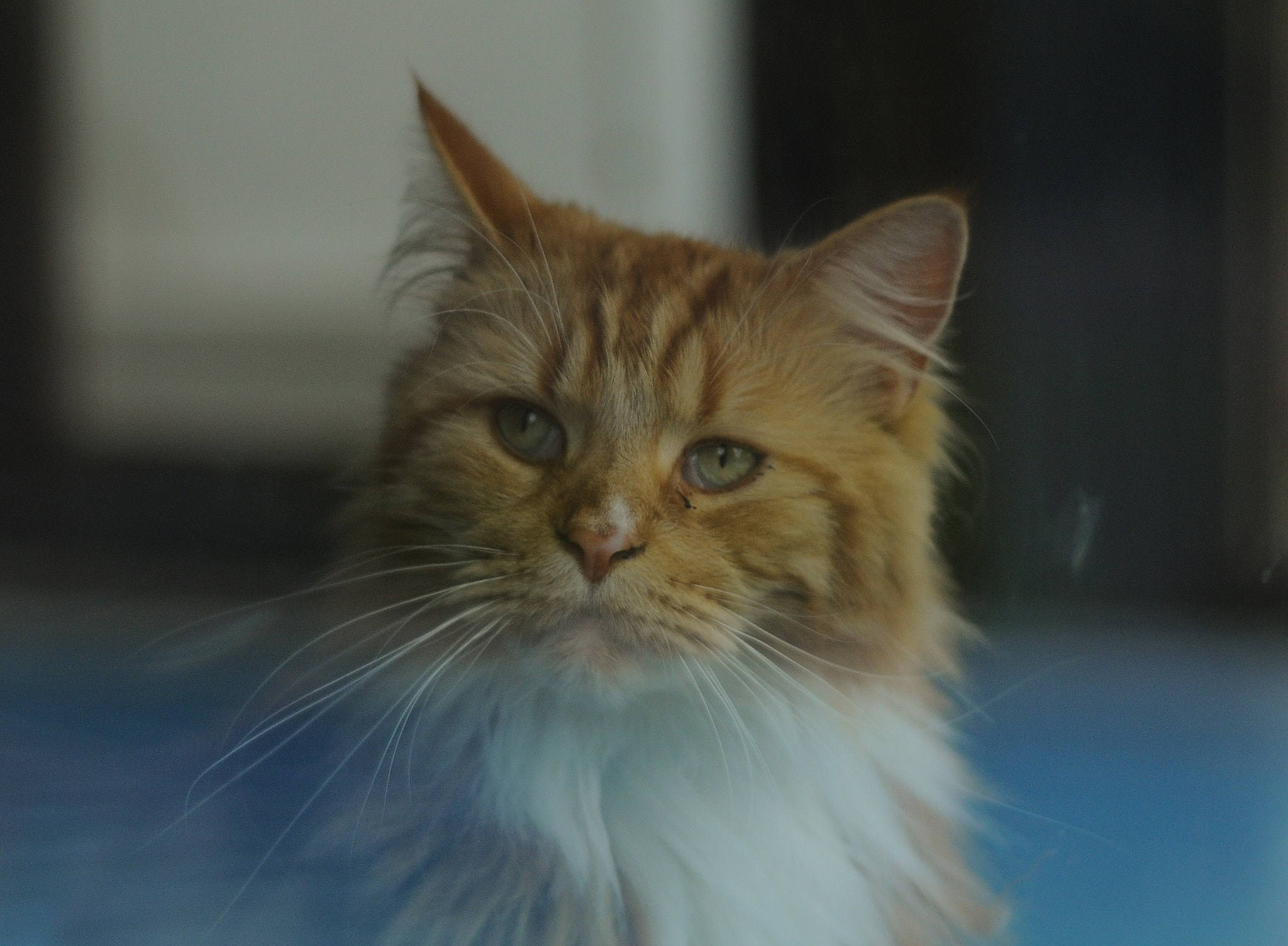 Nikon D300 + AF Nikkor 50mm f/1.8 sample photo. Cheesepuff photography