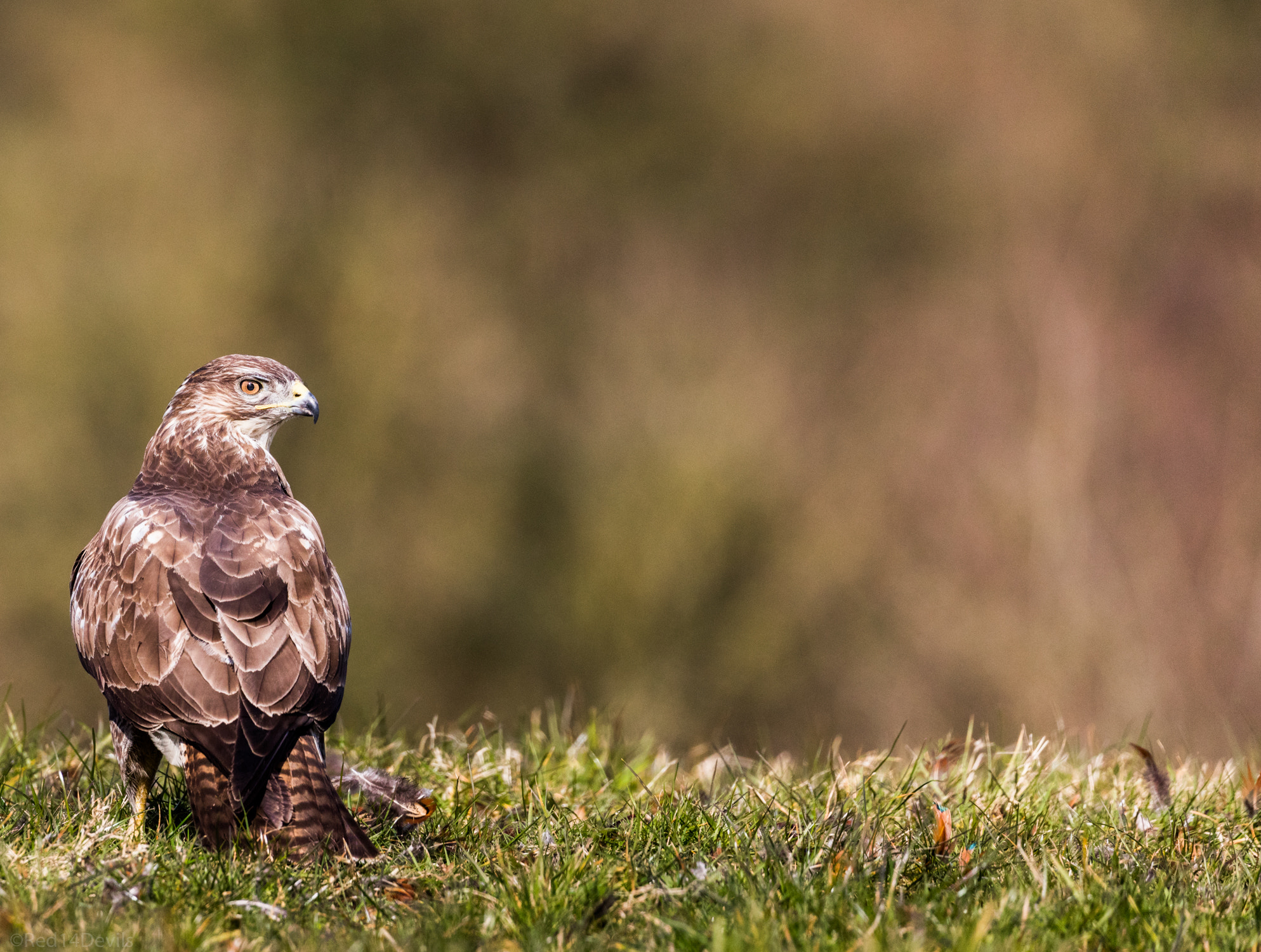 Canon EF 100-400mm F4.5-5.6L IS II USM sample photo. Common buzzard photography