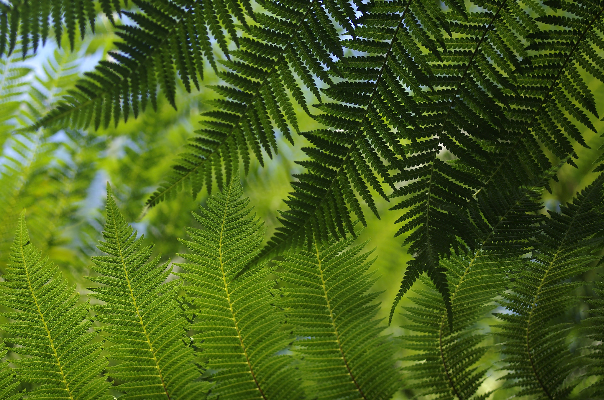 Pentax K-5 + Pentax smc D-FA 50mm F2.8 Macro sample photo. Tree fern  photography