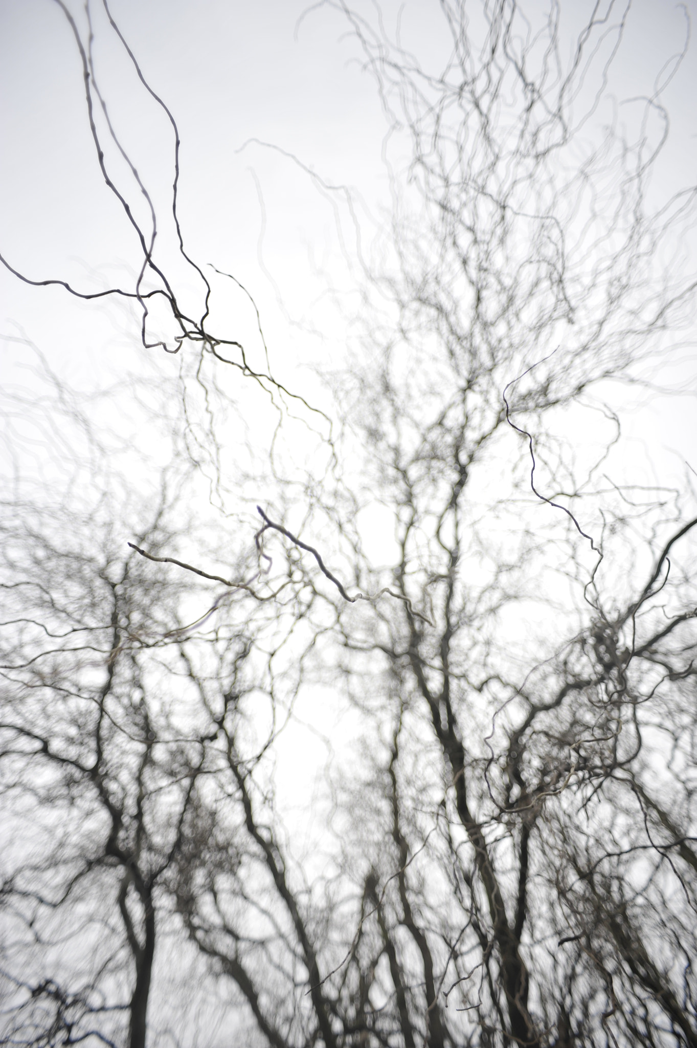 Nikon D700 + AF Nikkor 20mm f/2.8 sample photo. Geflecht photography