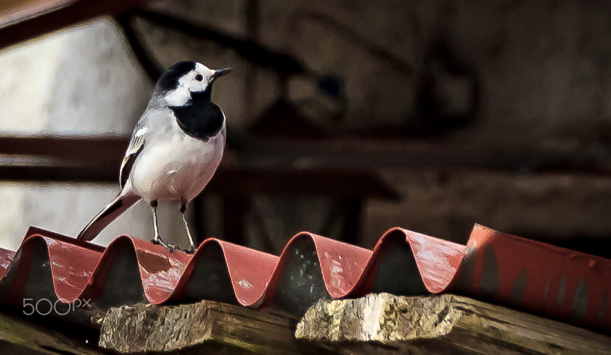 Canon EF-S 18-135mm F3.5-5.6 IS STM sample photo. White wagtail photography