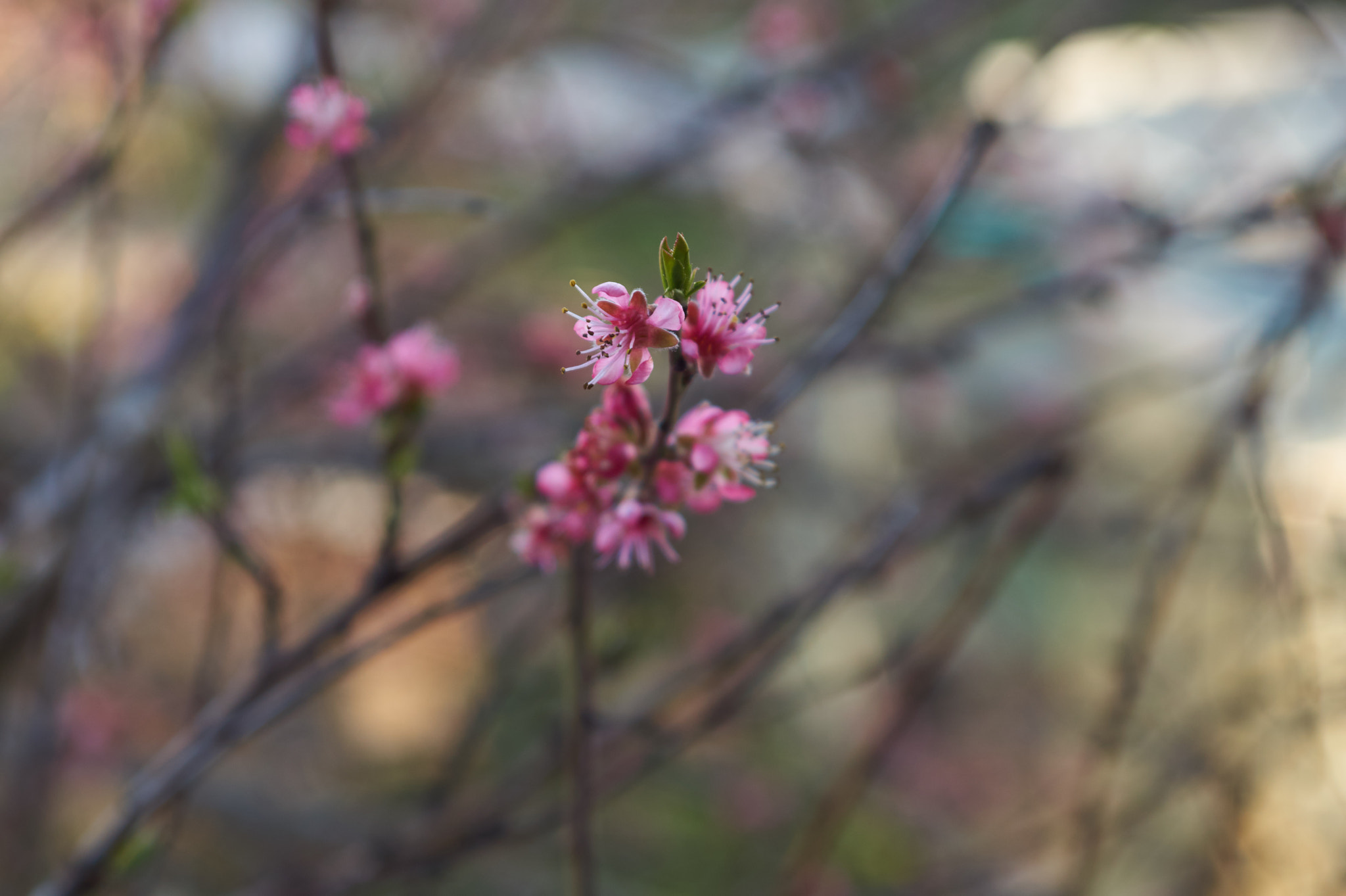 Sony SLT-A33 + 35-70mm F4 sample photo. Spring photography