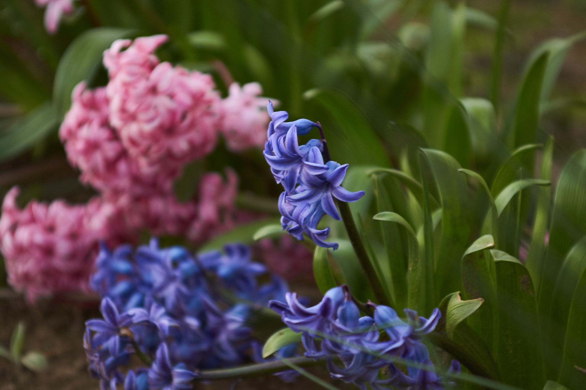 Sony SLT-A33 + 35-70mm F4 sample photo. Smell spring photography