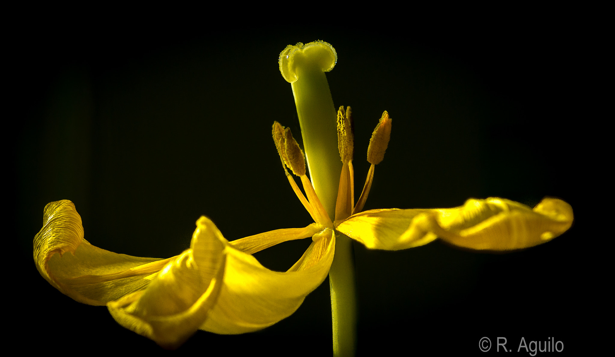 Sony SLT-A65 (SLT-A65V) + 35-70mm F4 sample photo. A tulip's fading golden glory photography