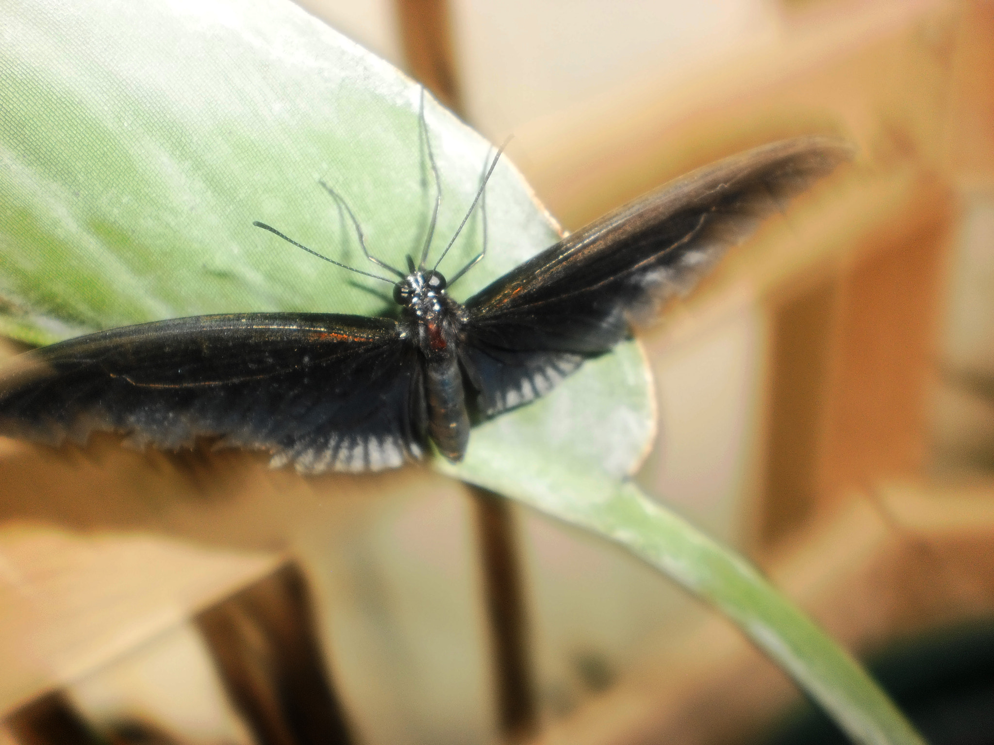 Olympus T105,T100,X36 sample photo. Black butterfly photography