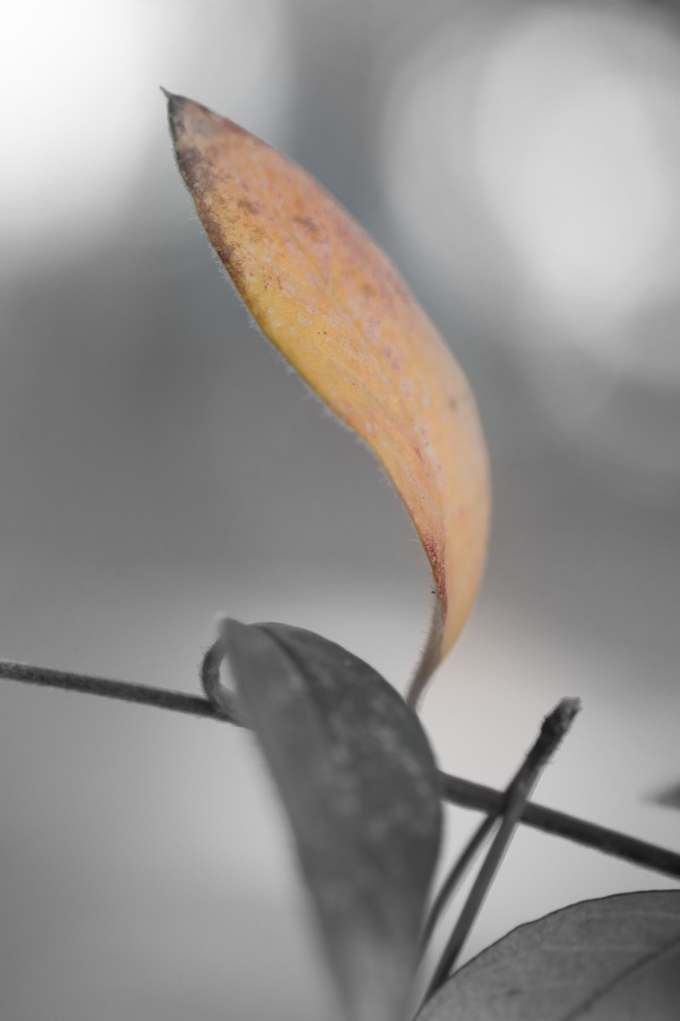 Sigma 50mm F2.8 EX DG Macro sample photo. (15/52/16) orange leaf photography