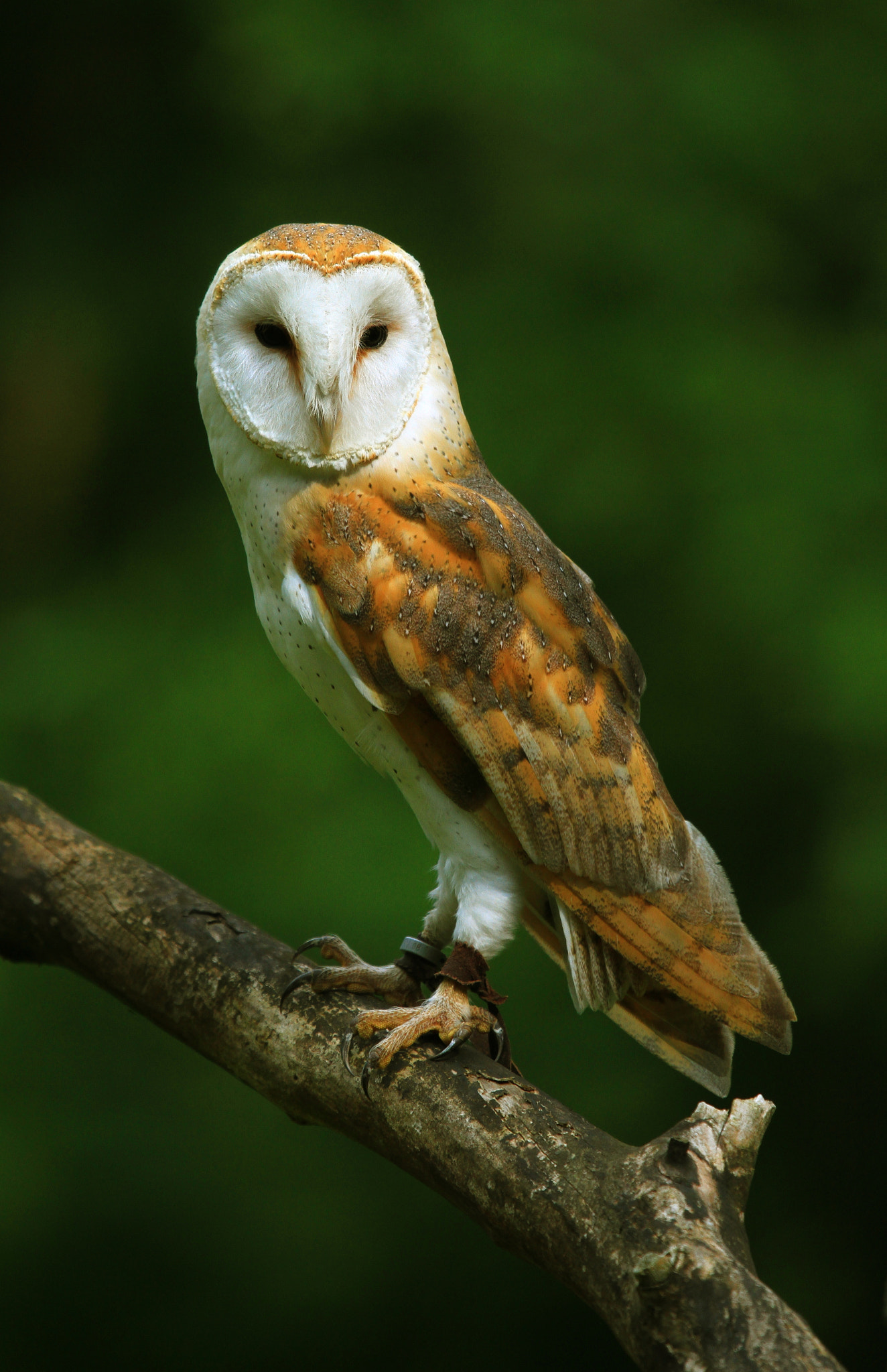 Canon EOS 7D + Canon EF 100-400mm F4.5-5.6L IS USM sample photo. Barn owl photography