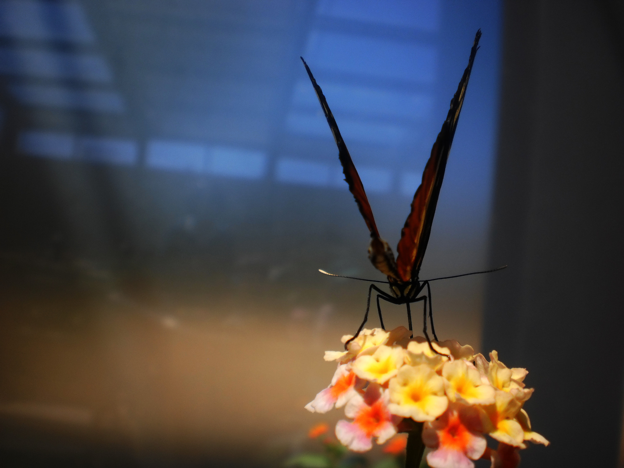 Olympus T105,T100,X36 sample photo. My butterfly photography