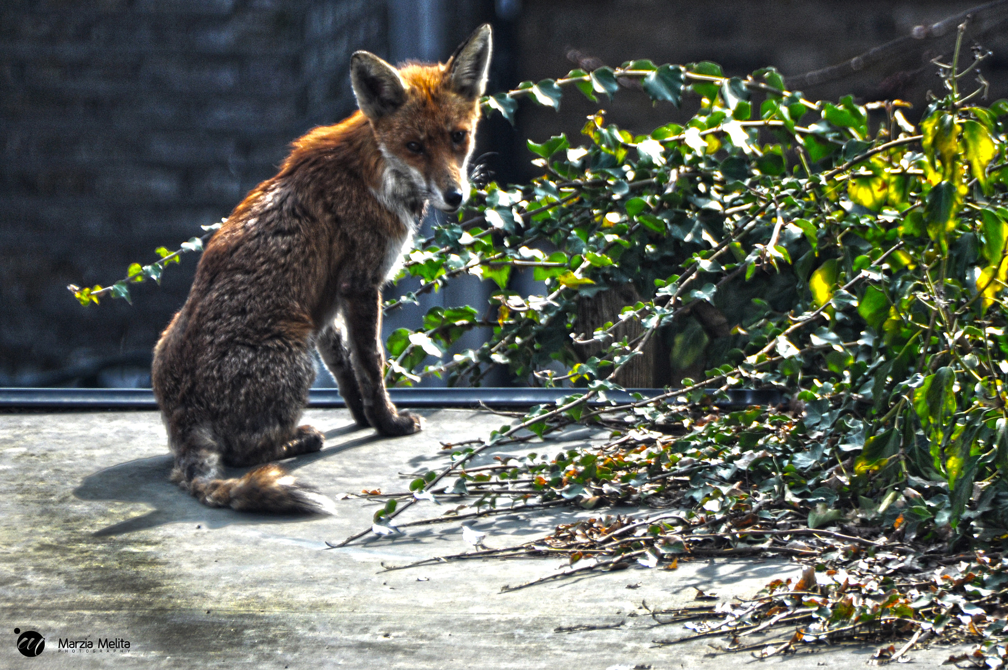 Nikon D90 + Sigma 70-300mm F4-5.6 DG Macro sample photo. Foxing up_ photography