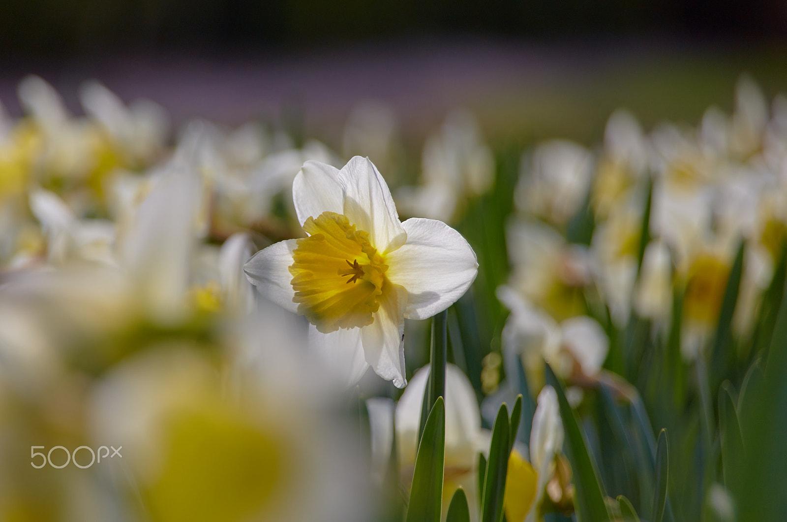 Tamron 28-300mm F3.5-6.3 Di VC PZD sample photo. Narcissus photography