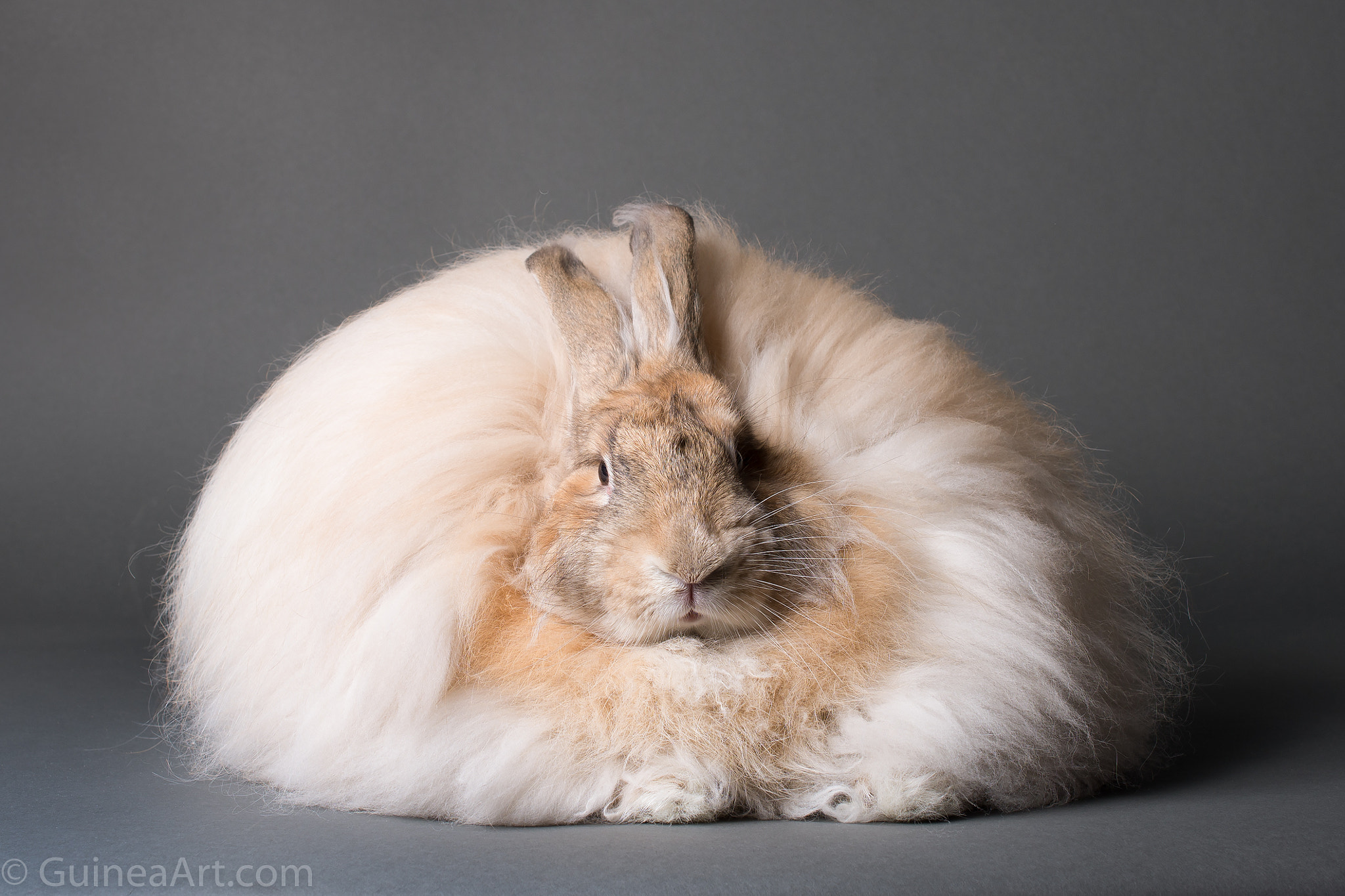 Nikon AF-S DX Micro Nikkor 40mm F2.8 sample photo. Angora photography