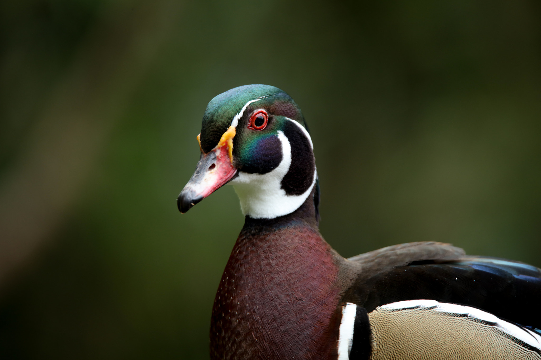 Tamron SP 150-600mm F5-6.3 Di VC USD sample photo. Mandarin duck photography