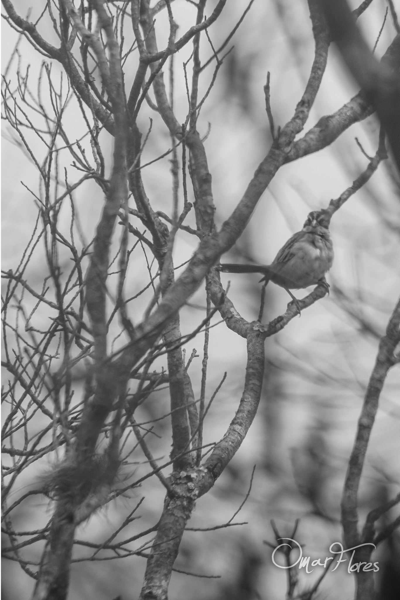 Canon EF 100-300mm F4.5-5.6 USM sample photo. Ave photography