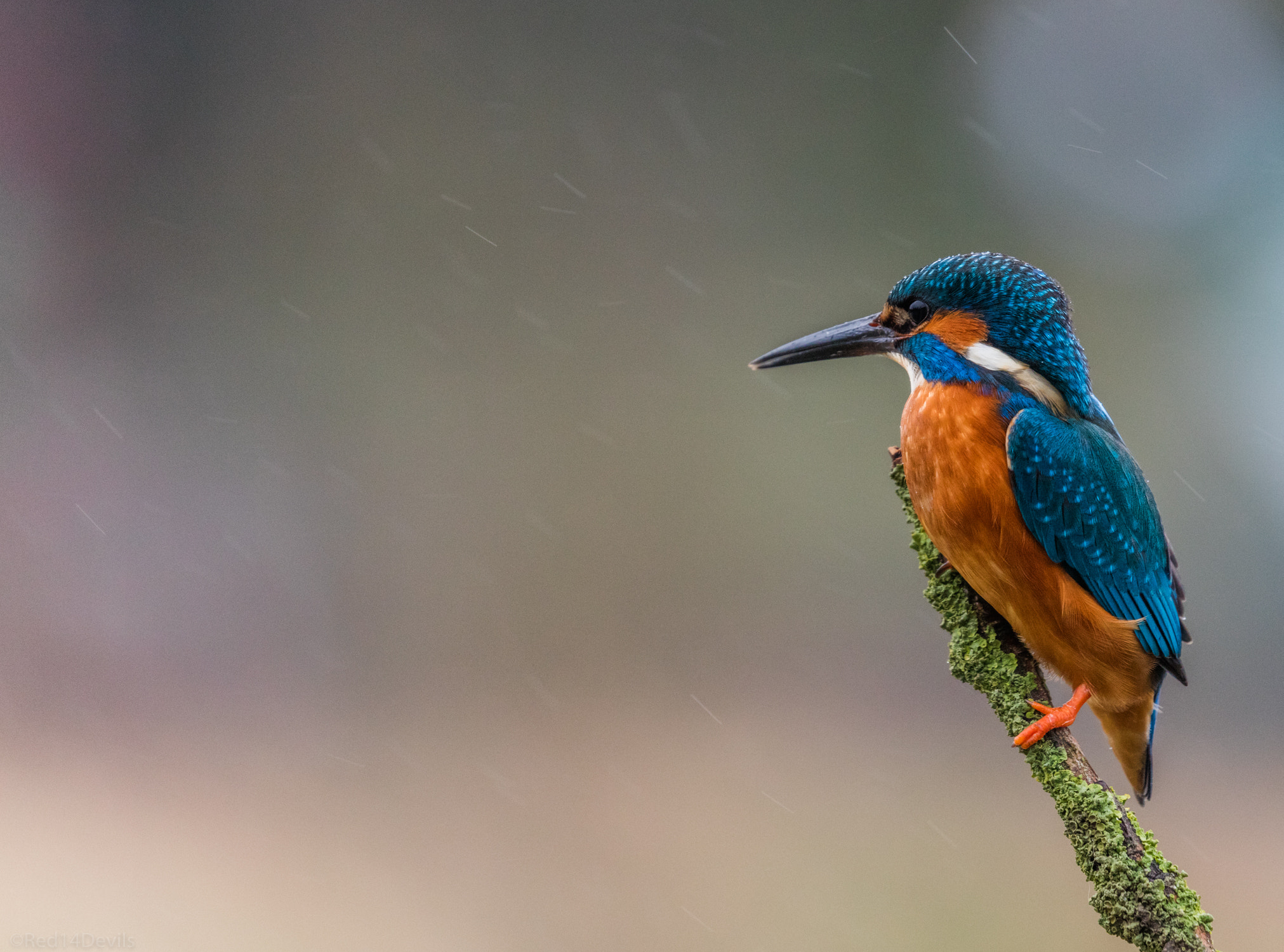 Canon EF 100-400mm F4.5-5.6L IS II USM sample photo. Kingfisher photography