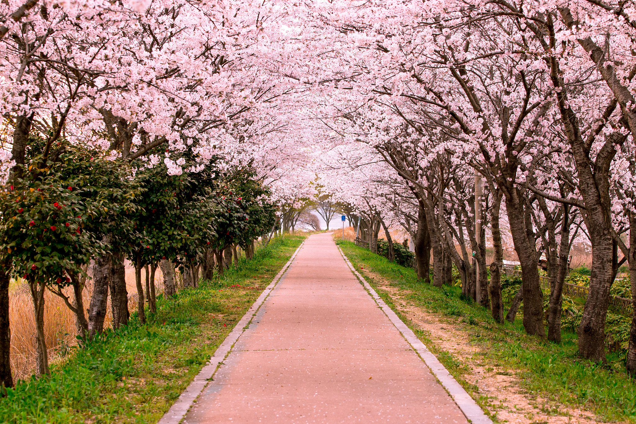 Blossom Cherry Path