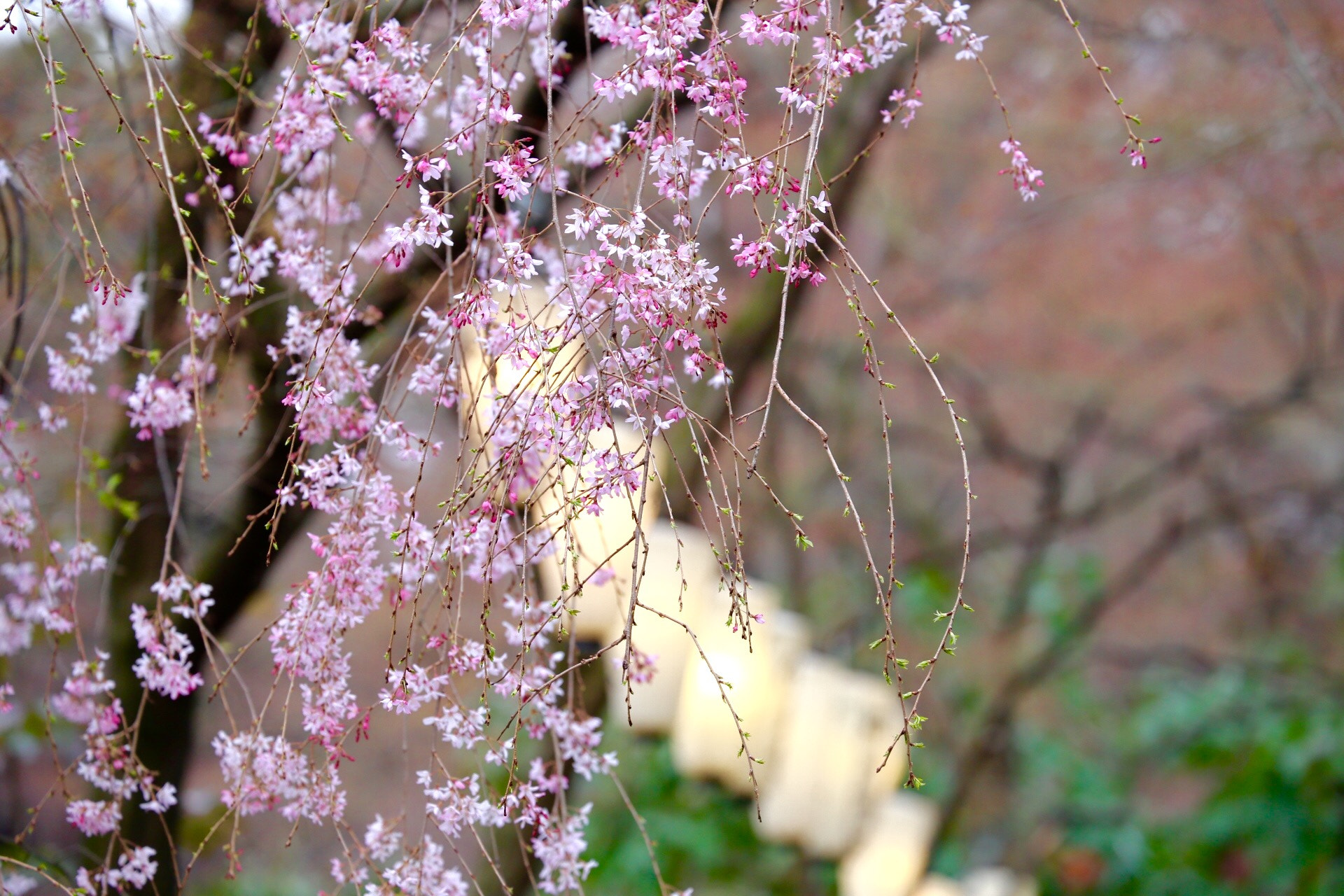 Canon EF 70-300mm F4-5.6L IS USM sample photo. Cherry blossom and lanterns photography