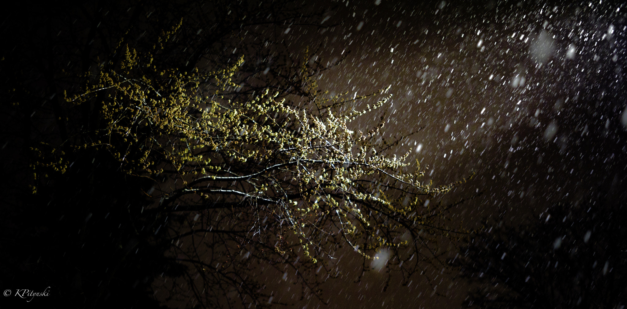 Nikon D810 + ZEISS Milvus 50mm F1.4 sample photo. Snow and branches. photography