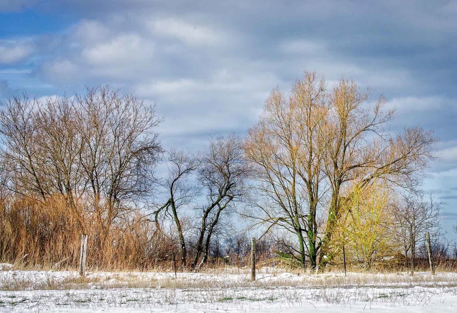 Sony Alpha DSLR-A500 sample photo. Trees in the spring snow photography