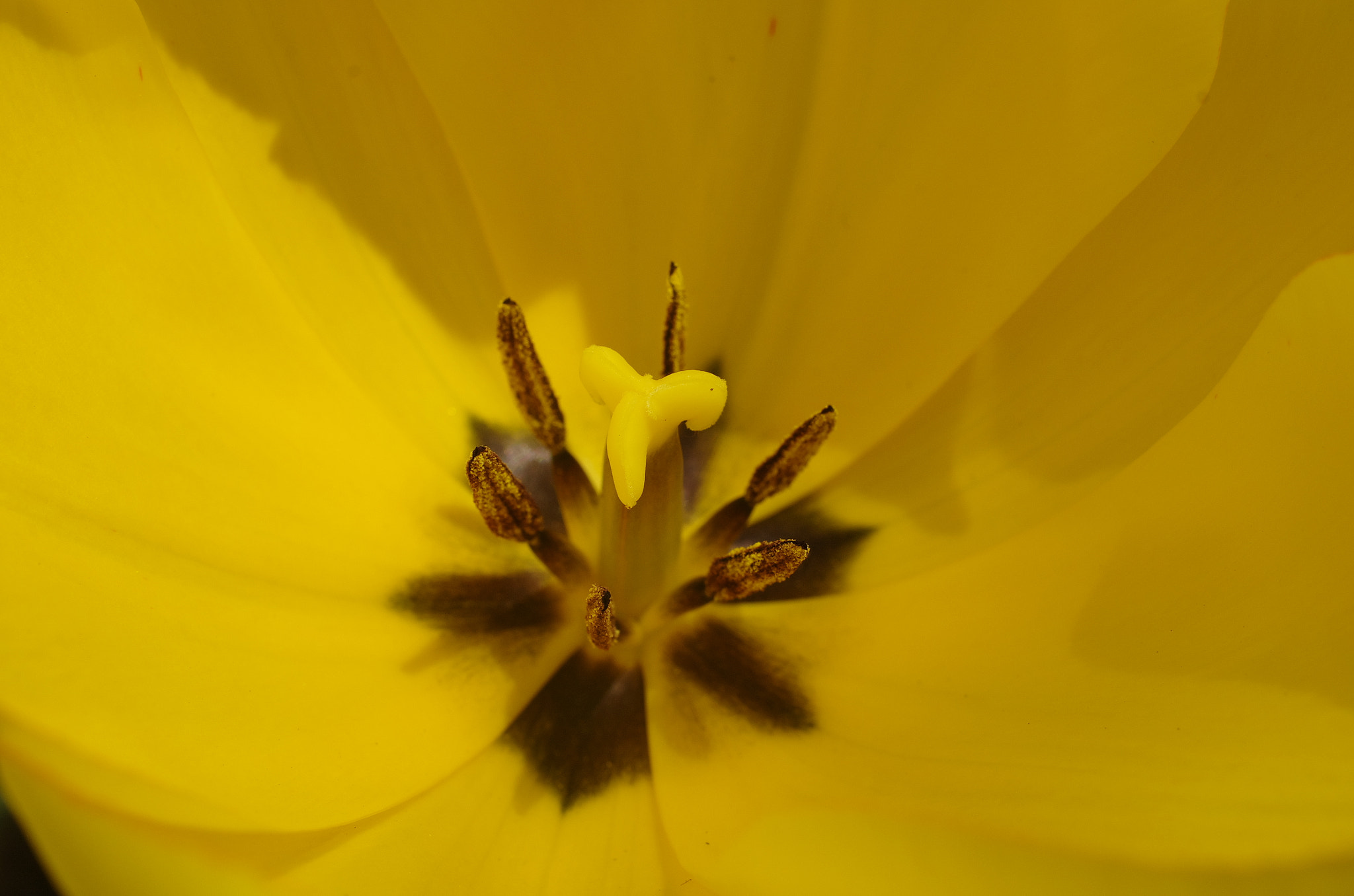 Pentax K-5 + HD Pentax DA 35mm F2.8 Macro Limited sample photo. Tulip photography