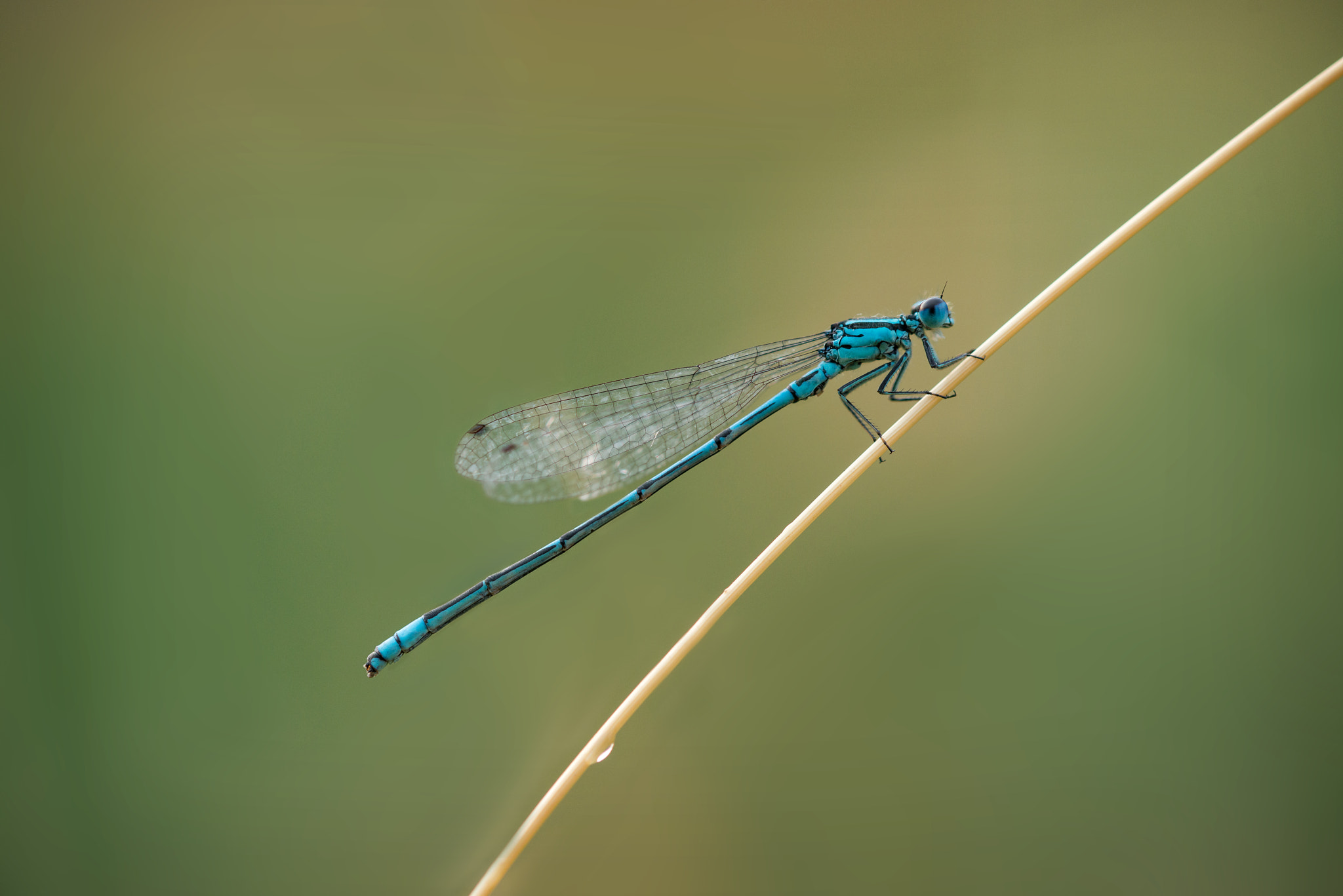 Sigma 105mm F2.8 EX DG OS HSM sample photo. Dragonfly photography