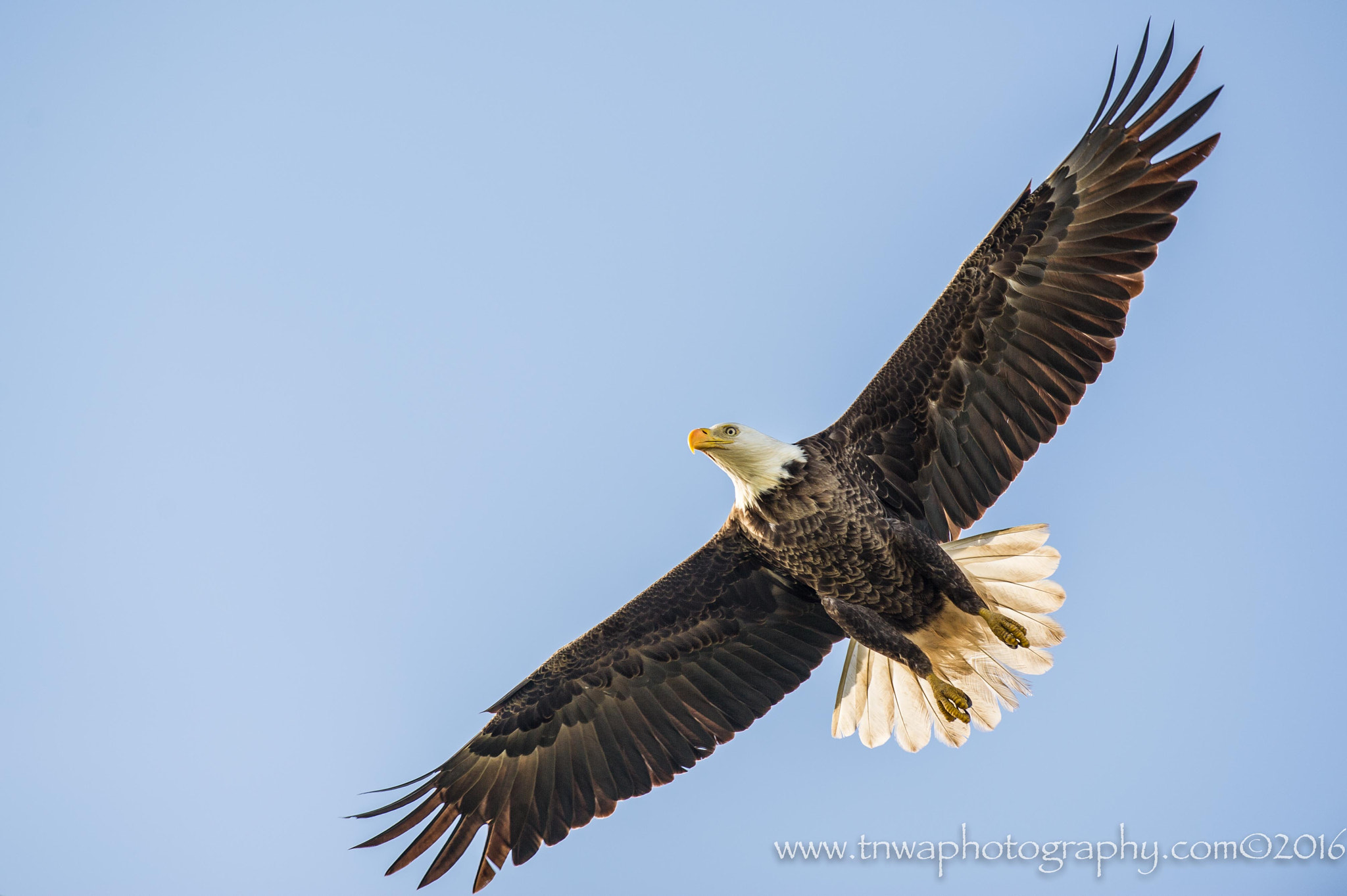 Nikon D3S + Nikon AF-S Nikkor 300mm F2.8G ED-IF VR sample photo. Baldie alert! photography