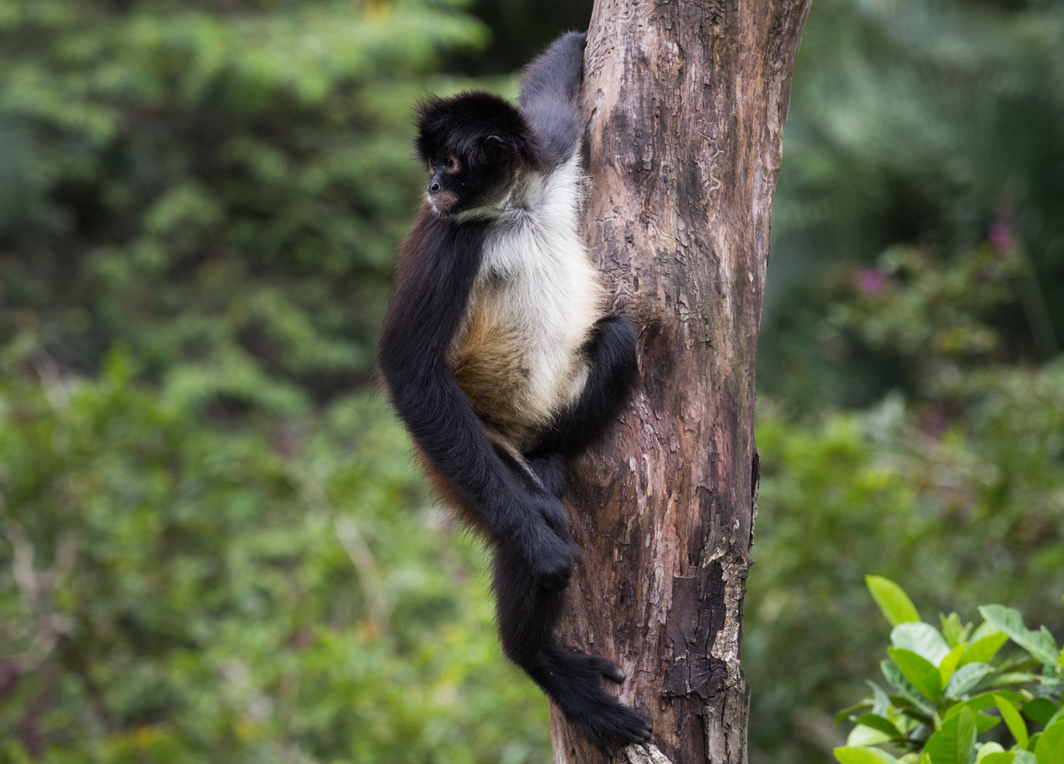 Canon EOS 650D (EOS Rebel T4i / EOS Kiss X6i) sample photo. Monkey photography