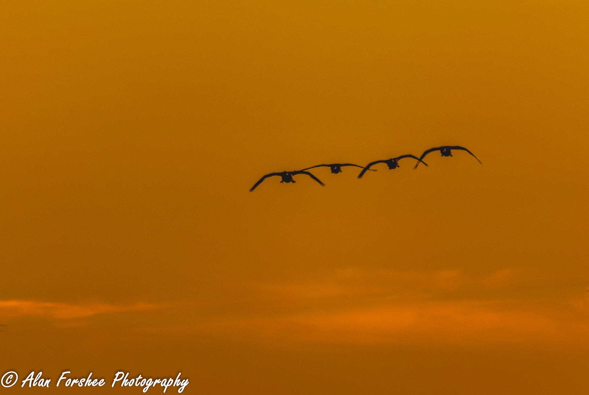 Sigma 150-500mm F5-6.3 DG OS HSM sample photo. Swans at sunset photography