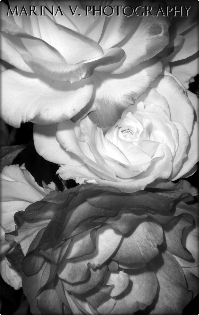 Nikon Coolpix S550 sample photo. Stacked roses photography