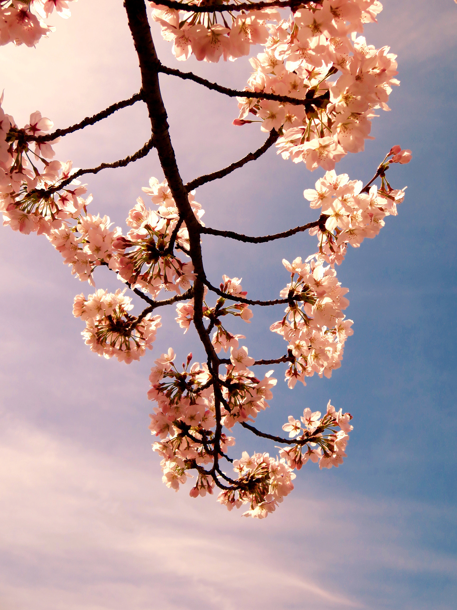 Canon POWERSHOT N2 sample photo. 桜 cherry blossom photography