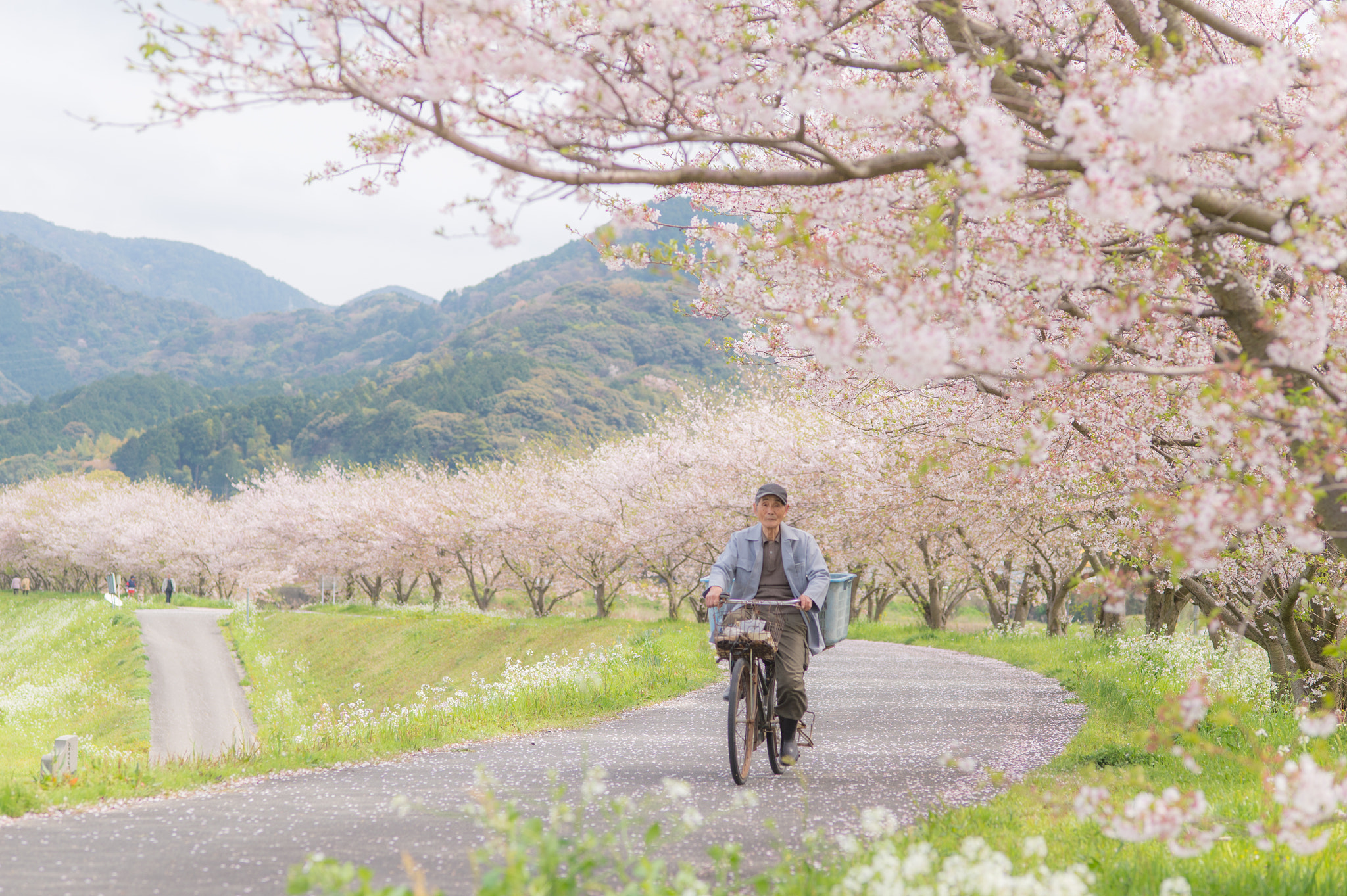 Nikon Df + ZEISS Makro-Planar T* 100mm F2 sample photo. Sakura street photography