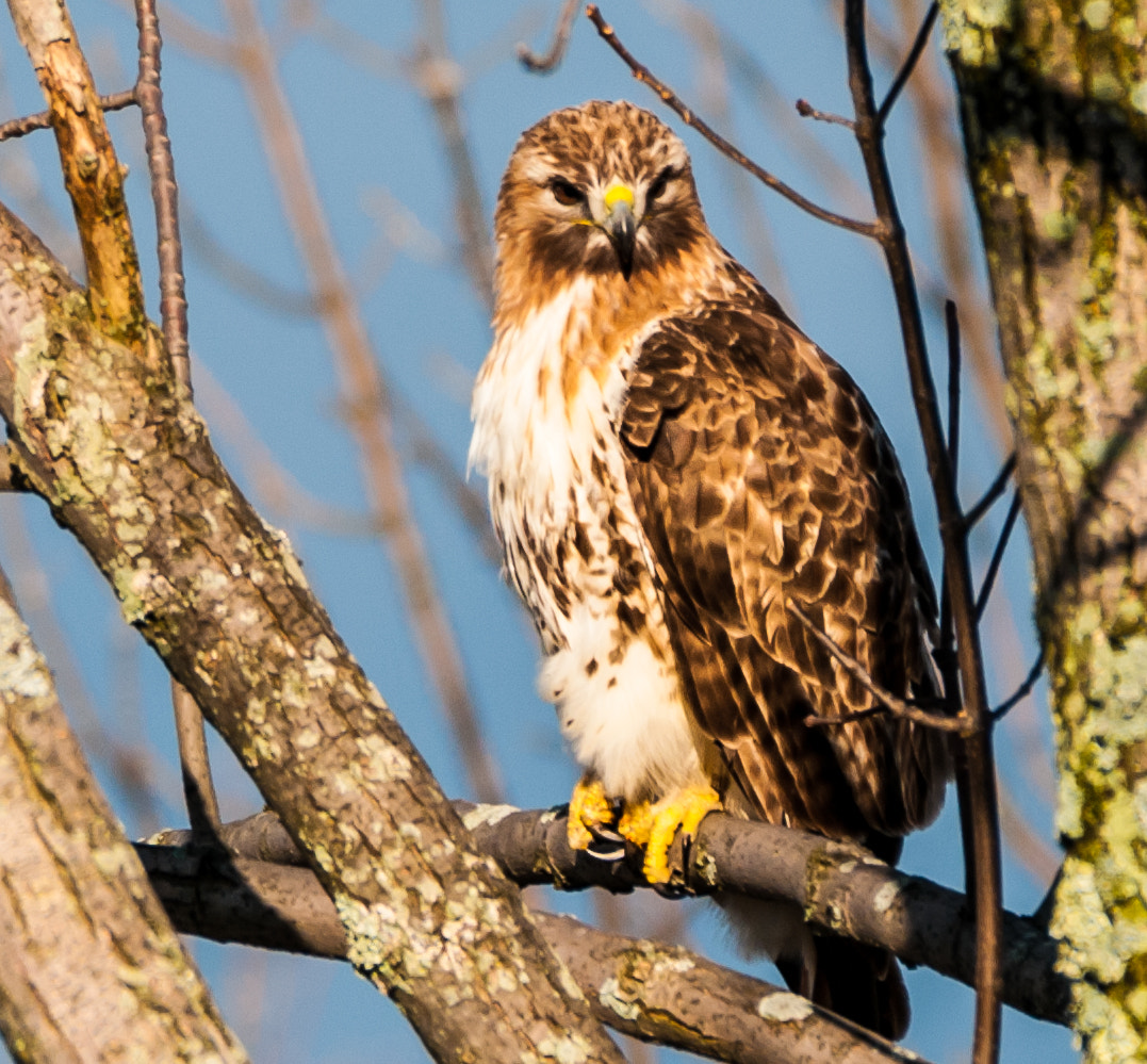 Sigma 150-600mm F5-6.3 DG OS HSM | C sample photo. The red tail hawk photography