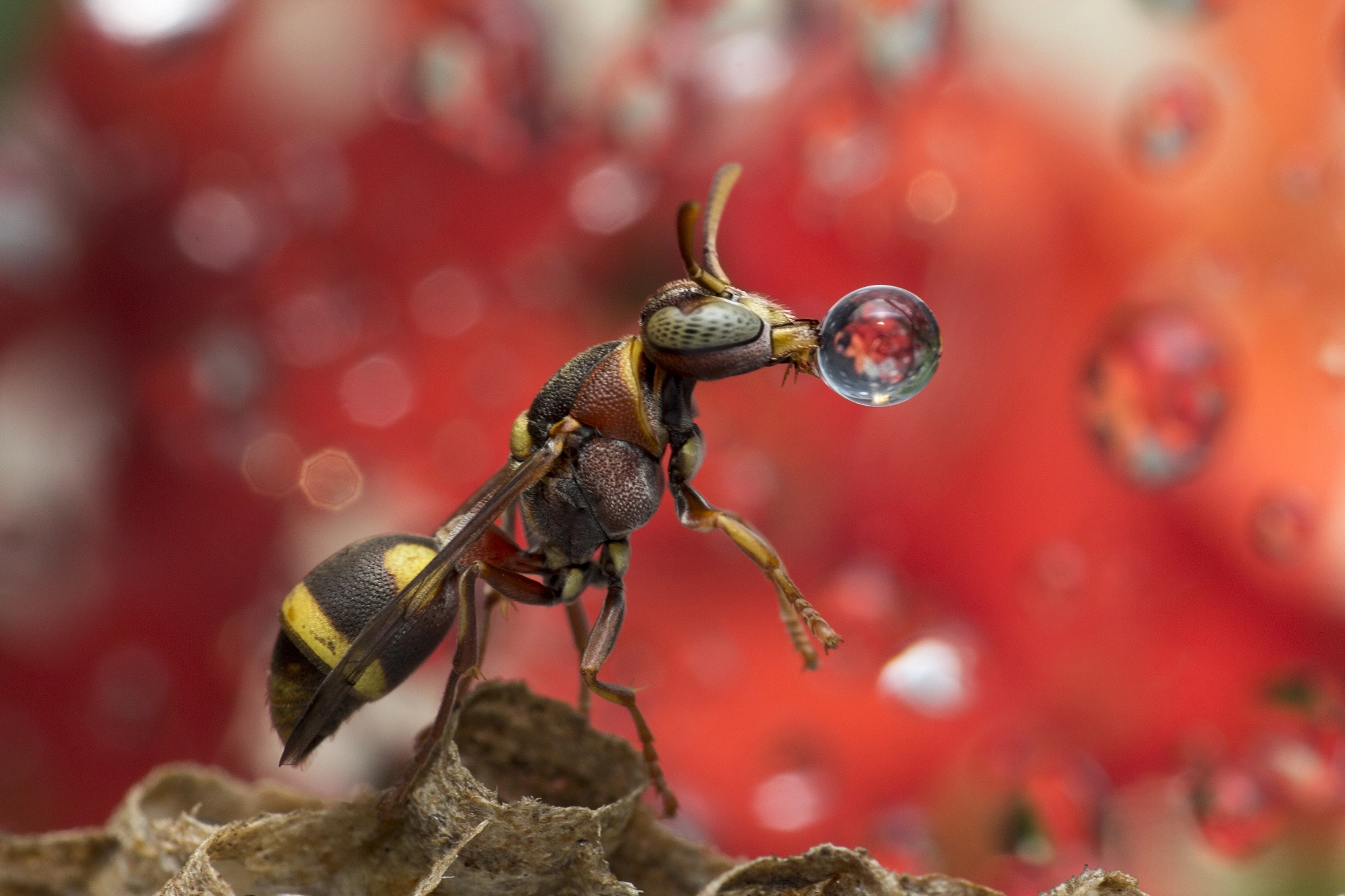 Canon EF 100mm F2.8 Macro USM sample photo. Wasp blowing water droplet 160408c photography