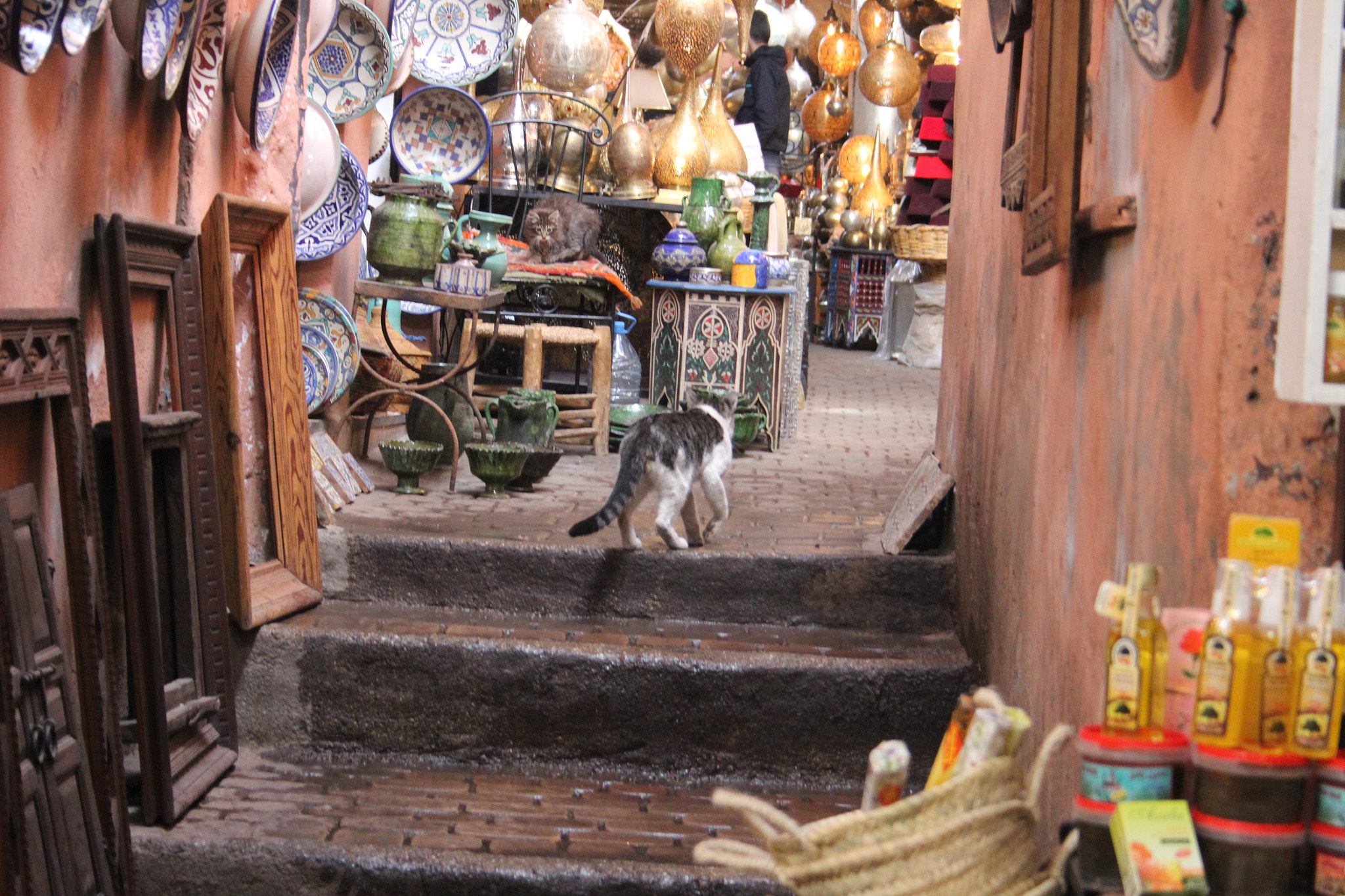 Canon EF-S 18-55mm F3.5-5.6 sample photo. Cats in marrakesh photography