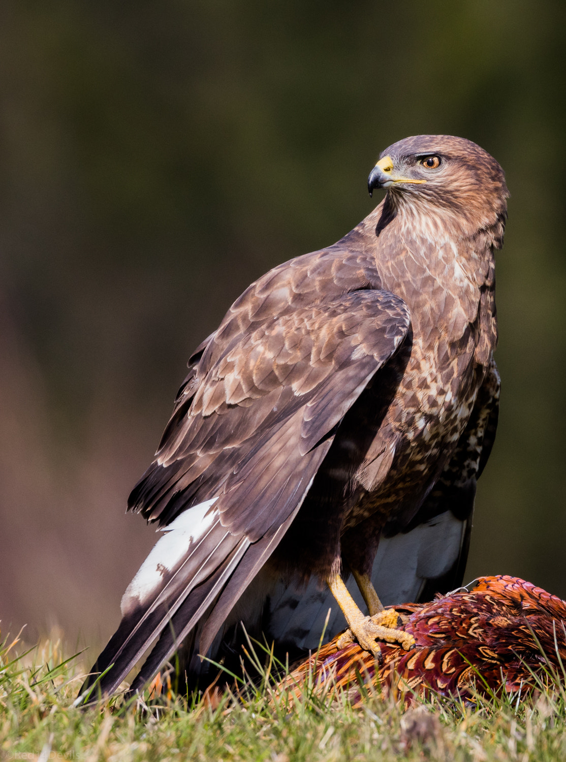 Canon EF 100-400mm F4.5-5.6L IS II USM sample photo. The prey is in safe hands ... photography