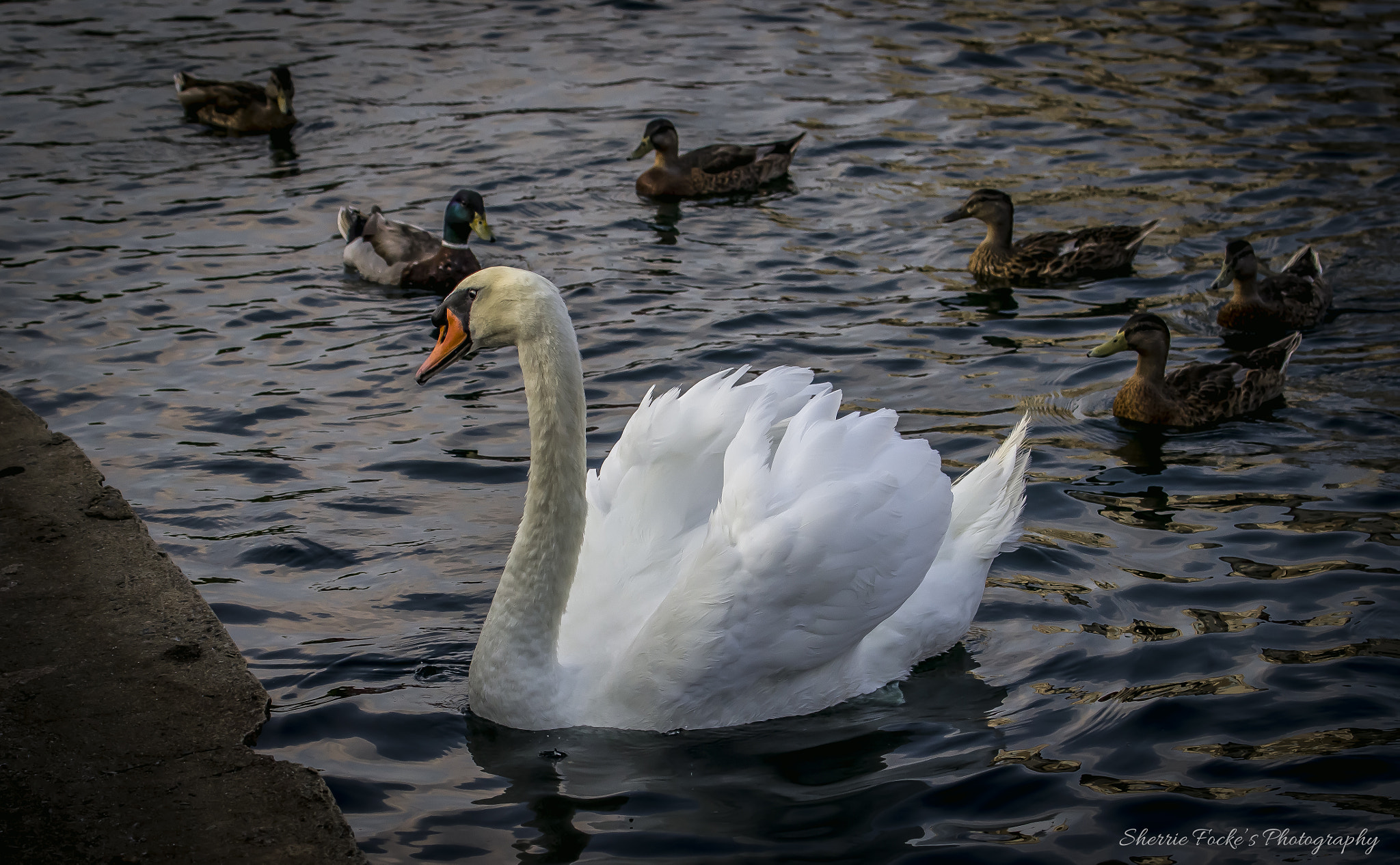 Canon EOS 600D (Rebel EOS T3i / EOS Kiss X5) + Canon EF 70-300mm F4-5.6L IS USM sample photo. Swan at ledge photography